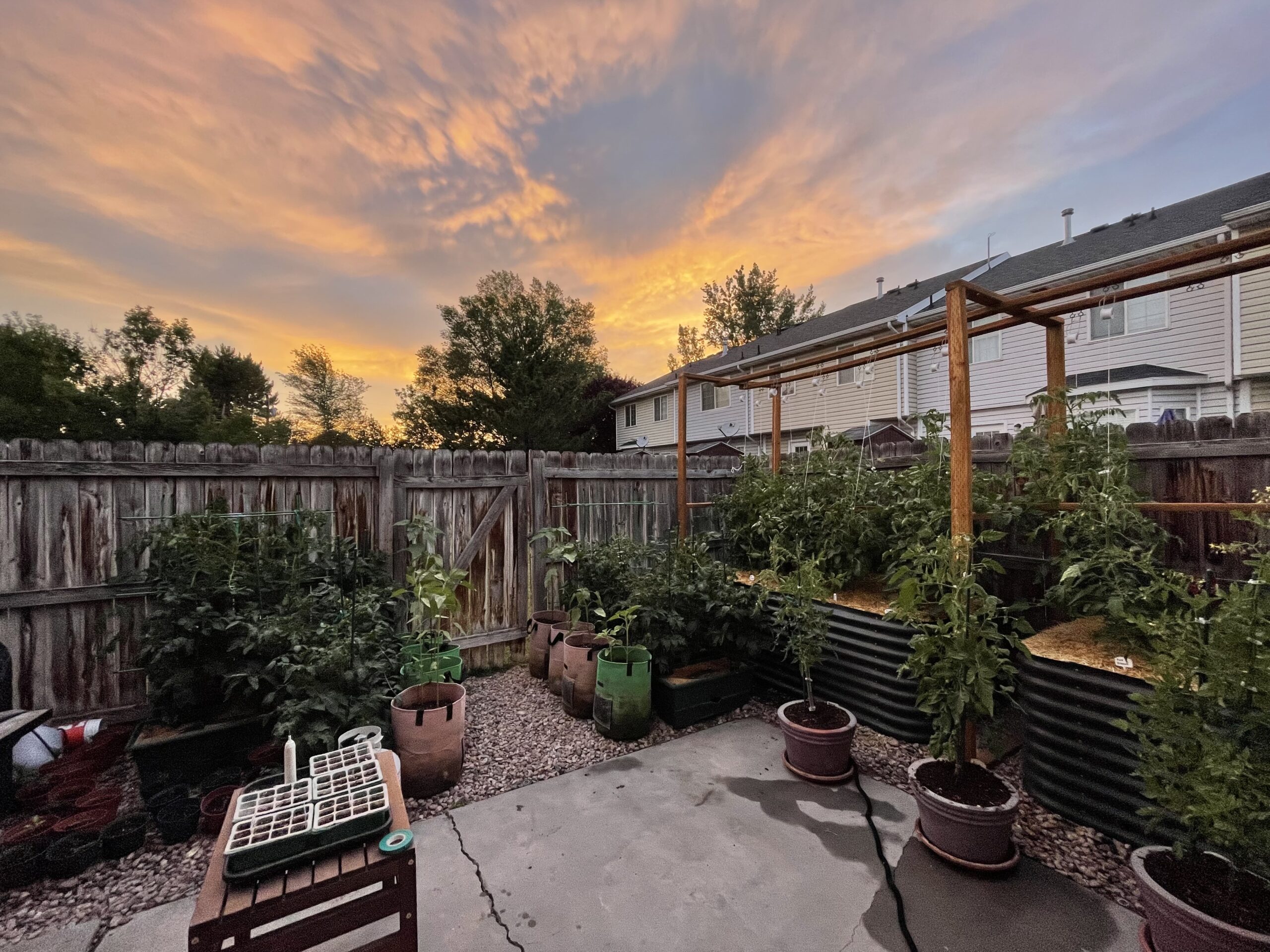 Starting Your Own Tomato Garden