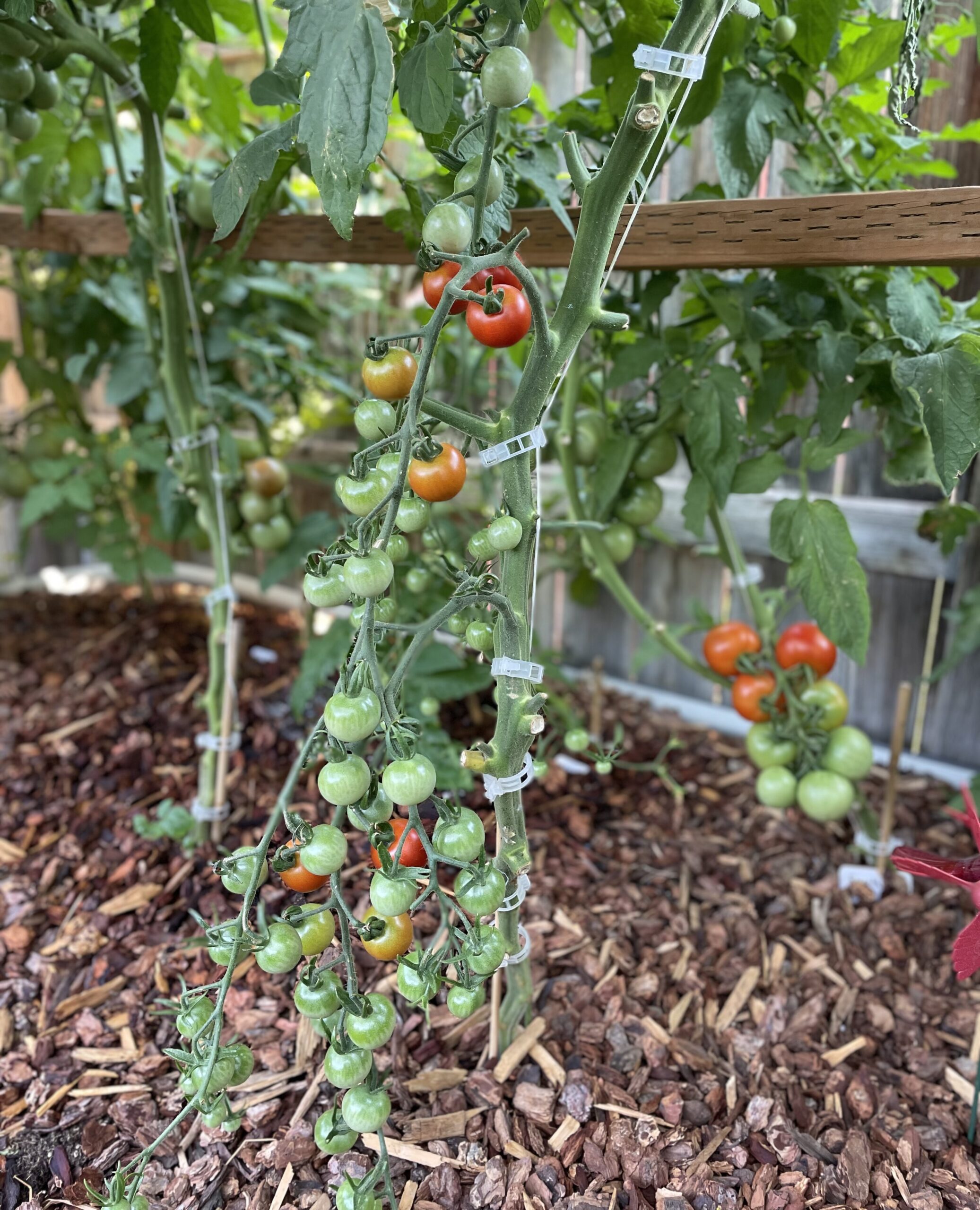 The Ultimate Guide to Mulching Raised Bed Gardens