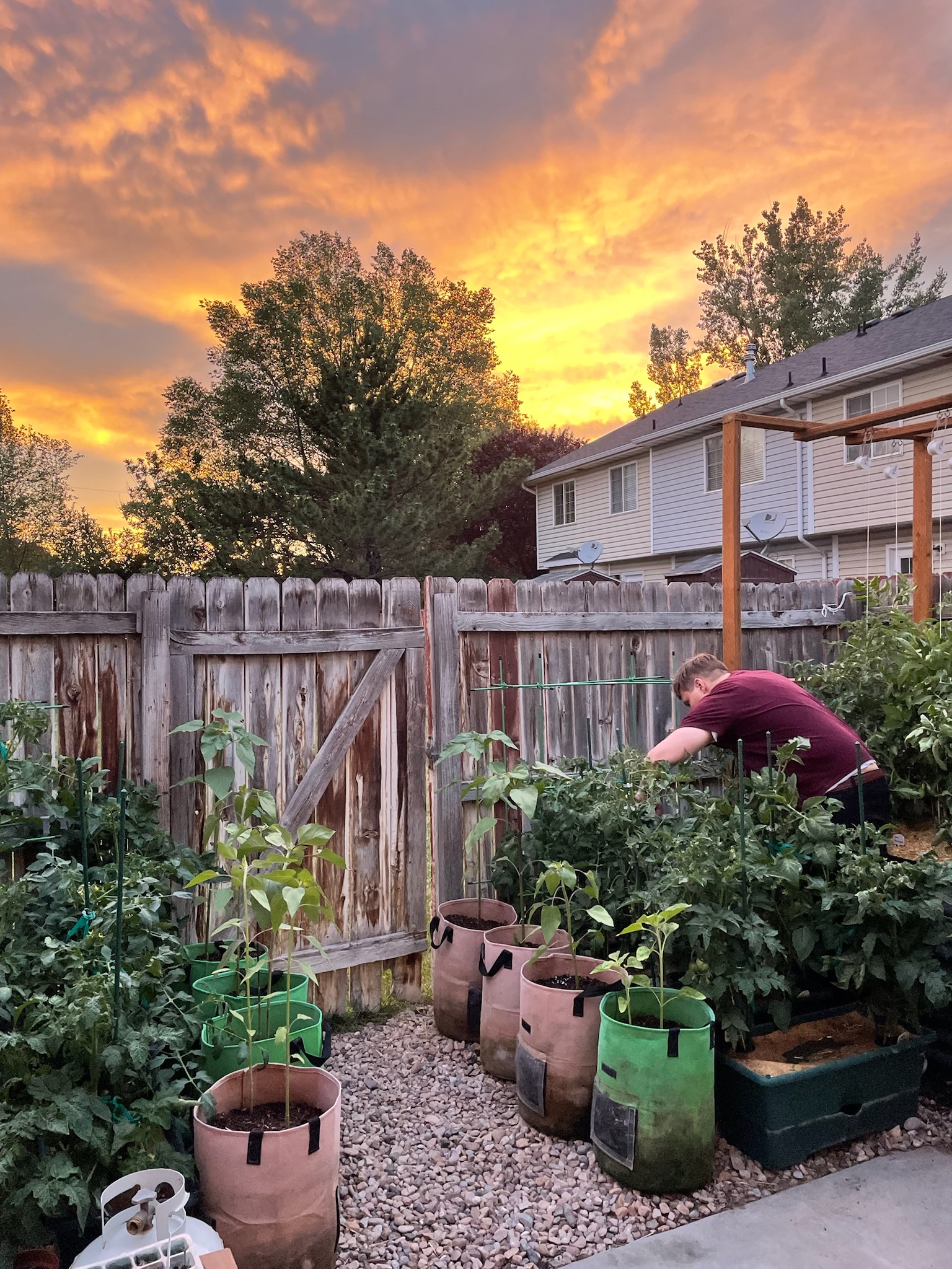 10 New Asian Plant Varieties I’m Growing in My Garden This Year