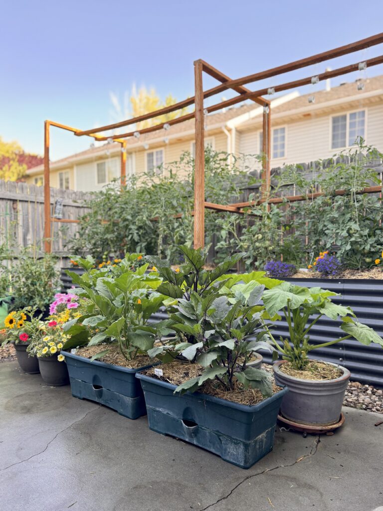Lush, bushy tomato plants in containers near a fence under sunlight, highlighting dense and healthy container gardening.