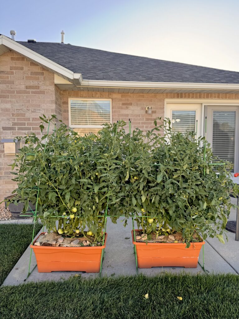 Two large orange self-watering containers filled with thriving tomato plants, placed on a concrete patio beside a brick house.

