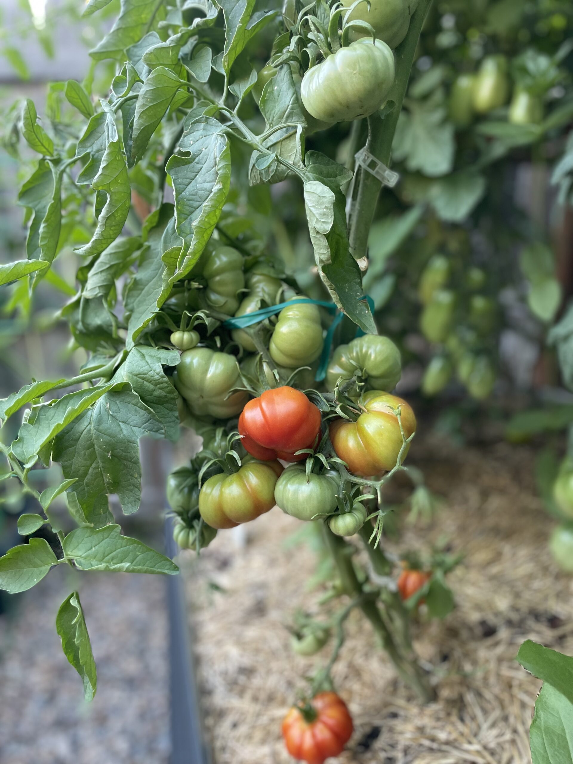 The Difference Between Heirloom, Hybrid, and GMO Plants
