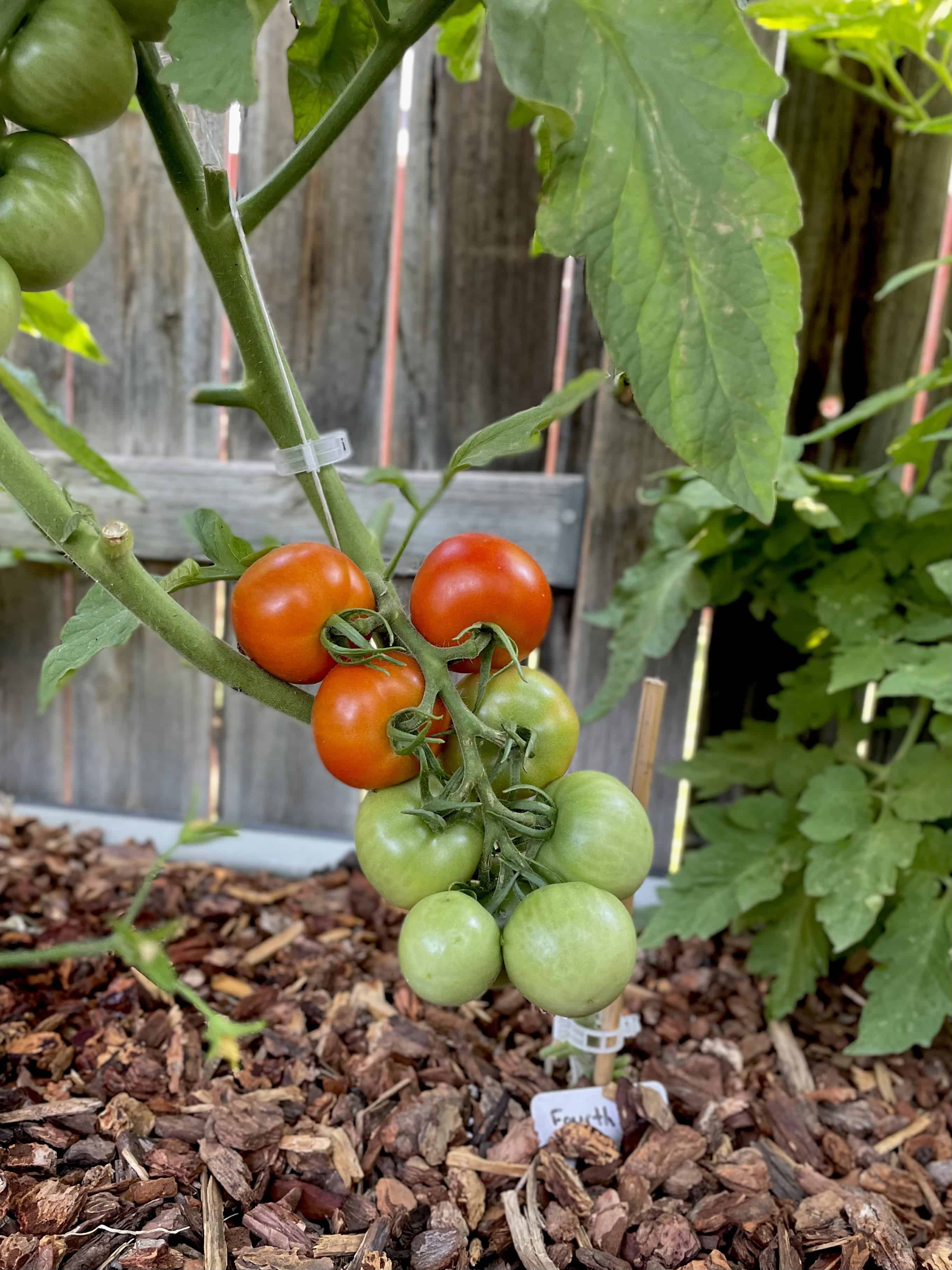5 Ways to Plant Tomatoes in Raised Beds