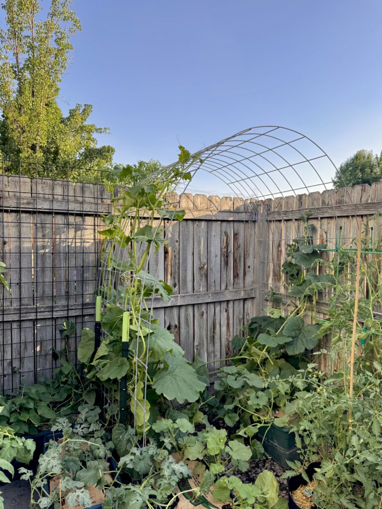 How to Build a Homemade Trellis Using Cattle Panel