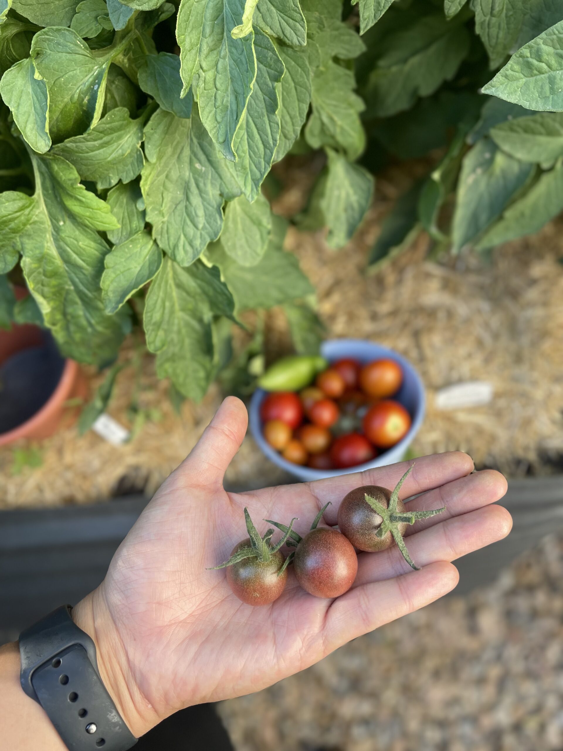 4 Reasons Why Tomatoes Are the Best Vegetable to Grow