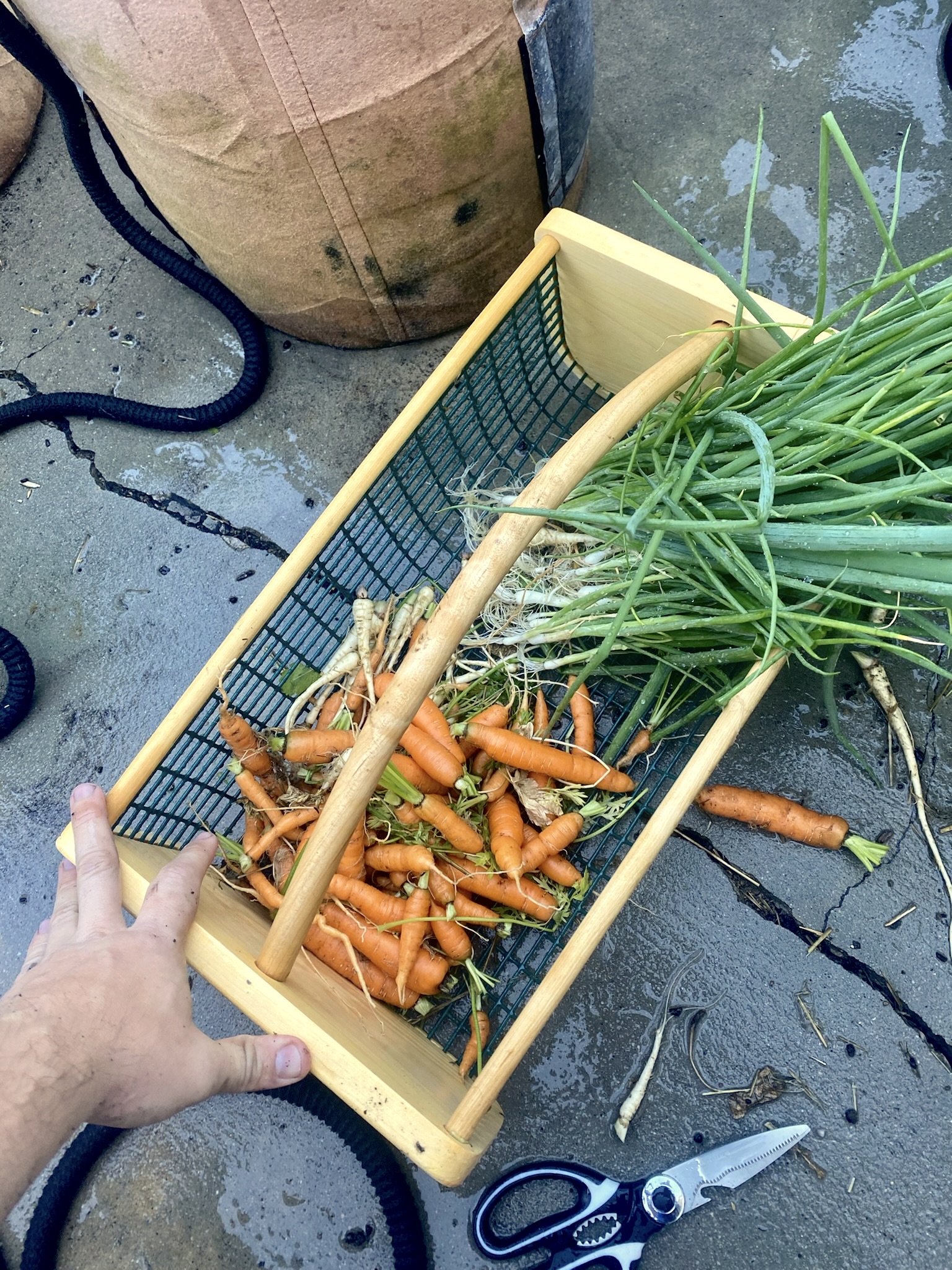 Top High-Yielding Vegetables for Maximum Garden Harvests
