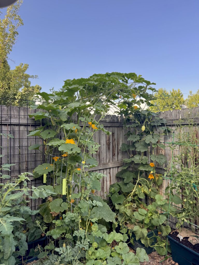 How to Build a Homemade Trellis Using Cattle Panel
