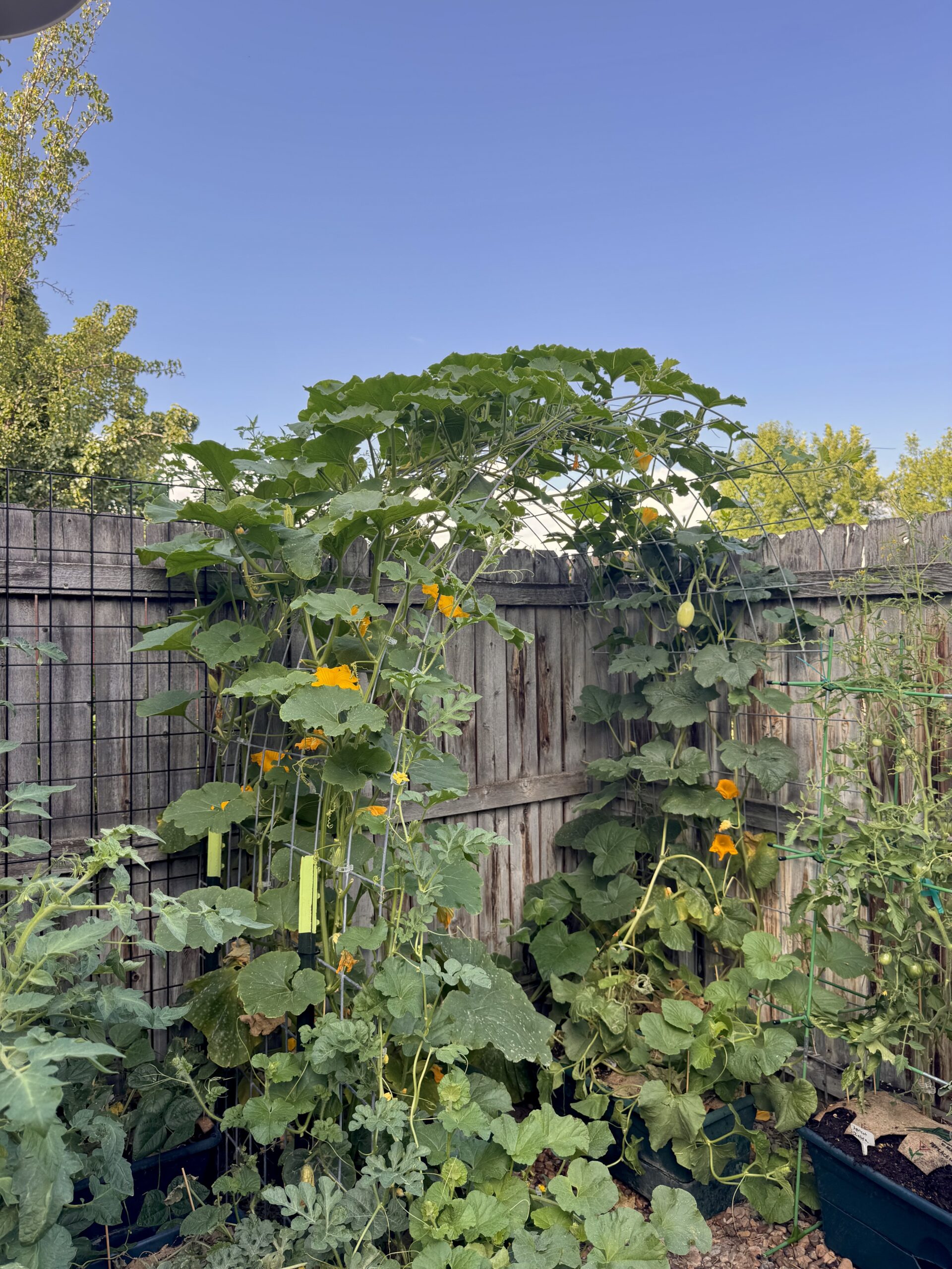 How to Build a Homemade Trellis Using Cattle Panel