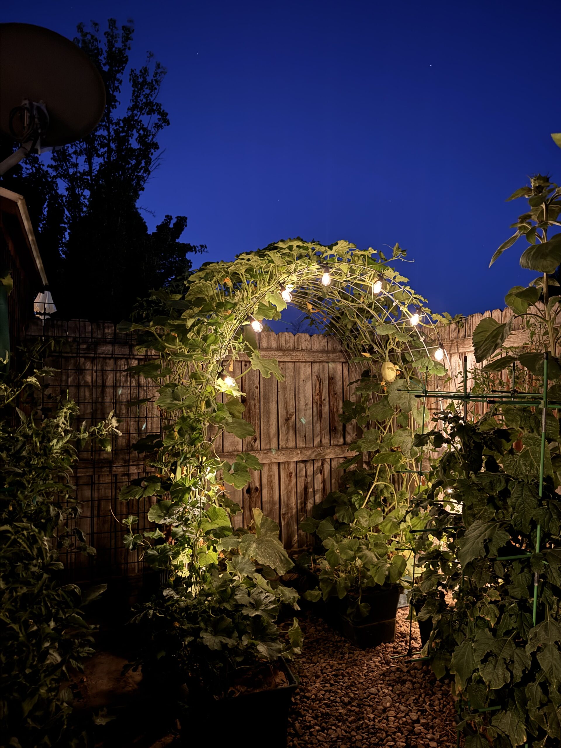 The Best Solar Lights For Your Garden