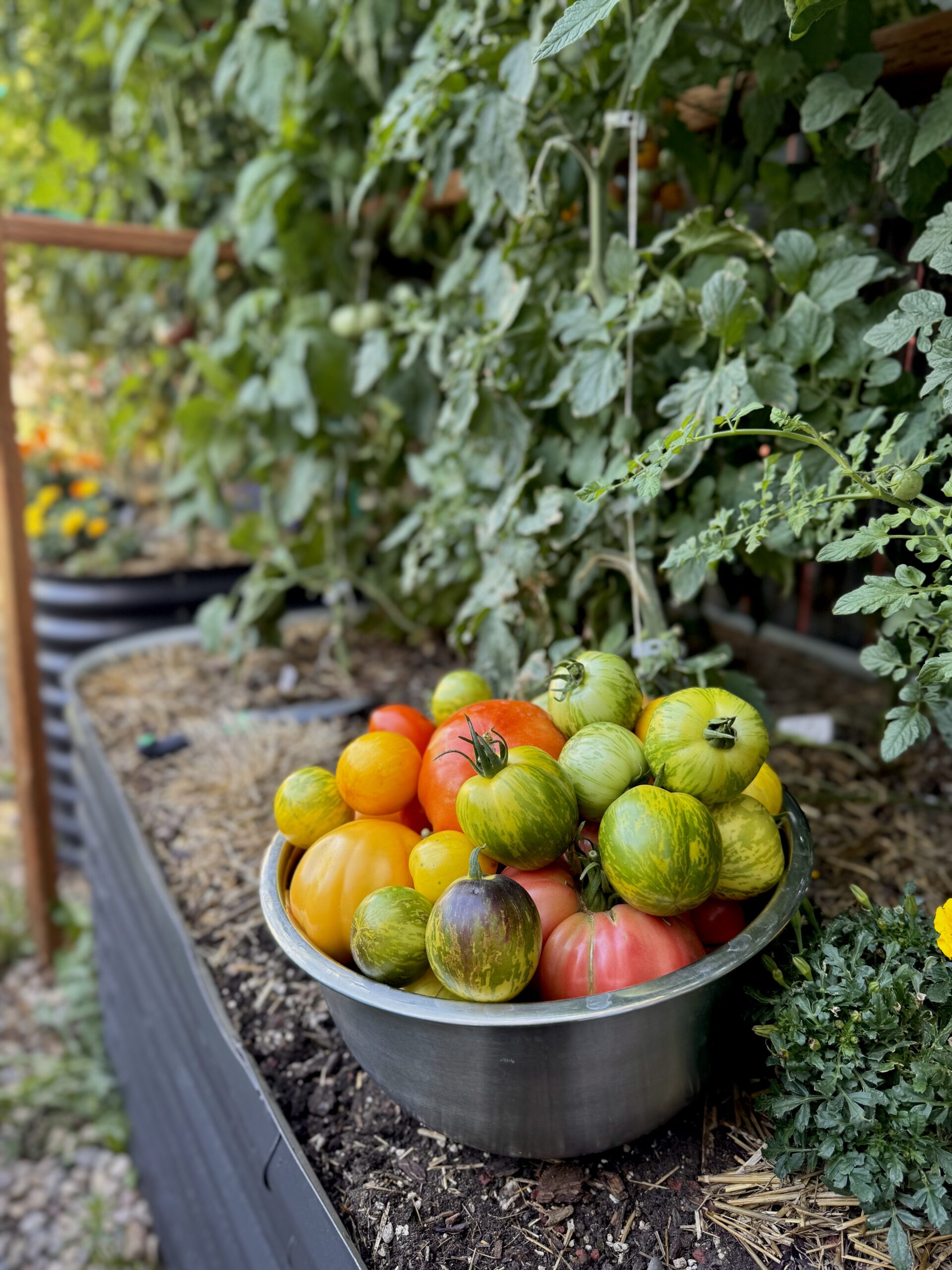 Best Tomatoes of 2024: My Top 10 Varieties
