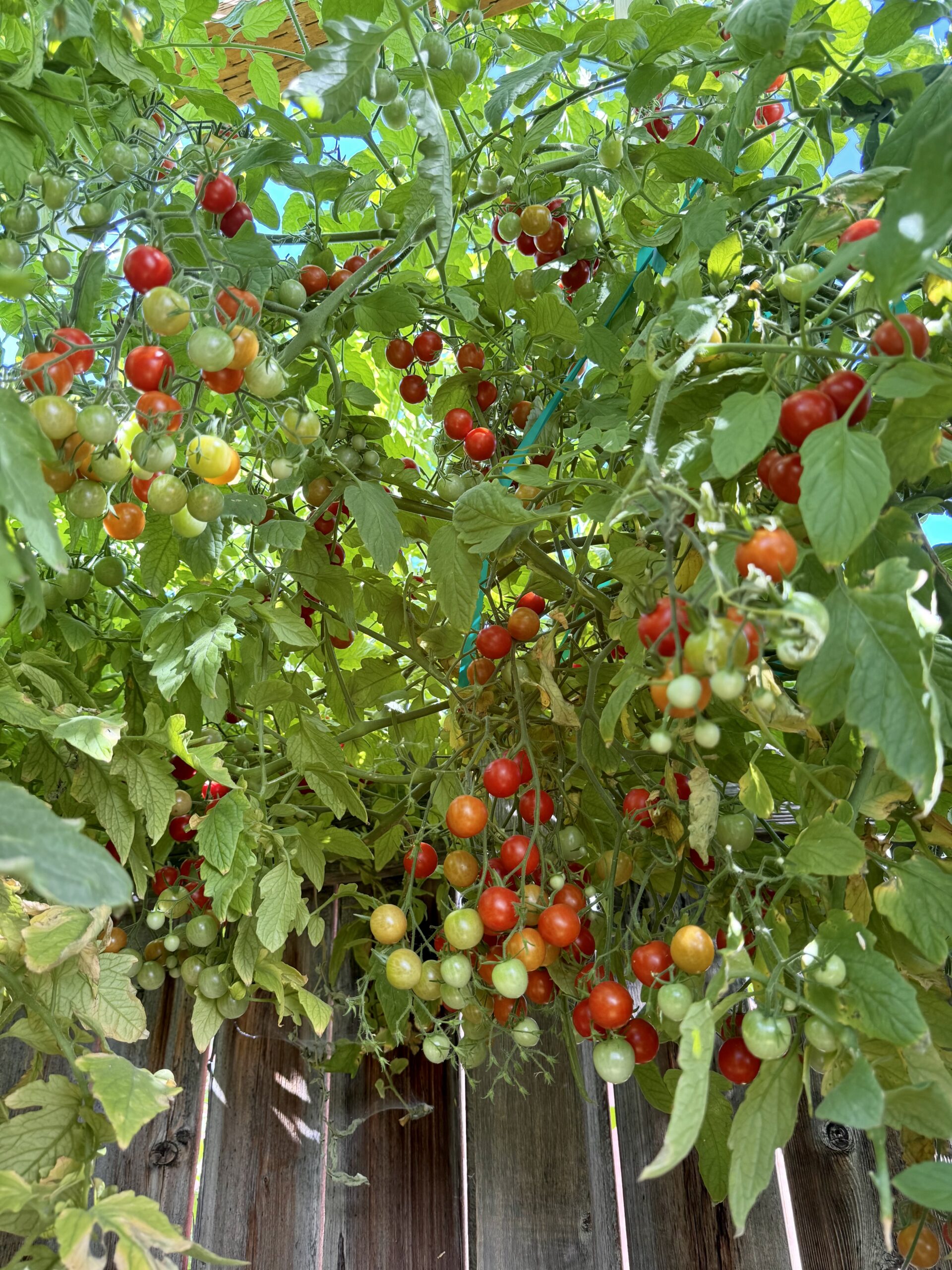 How to Plant Tomatoes: Spacing, Depth, and Best Companion Plants