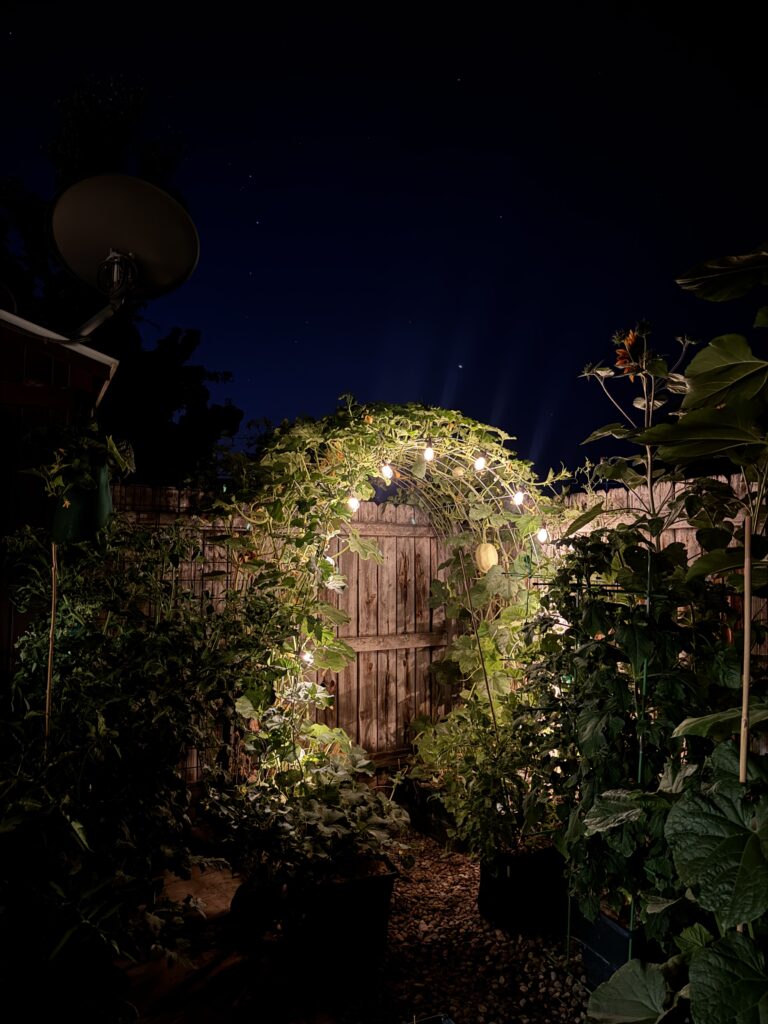 Illuminated arch trellis at night with vertical melon vines and solar lights, showcasing strong garden support and ambient lighting in a small backyard.

