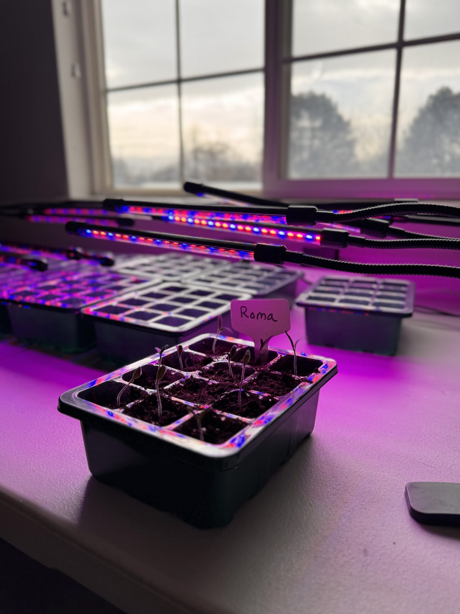 How to Start Seeds: Proper Depth, Moisture, and Soil for Success