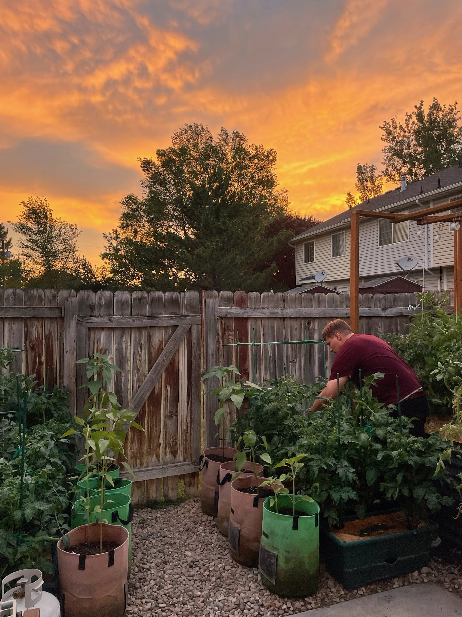 Why Pollination Matters in Your Garden + How to Attract Bees