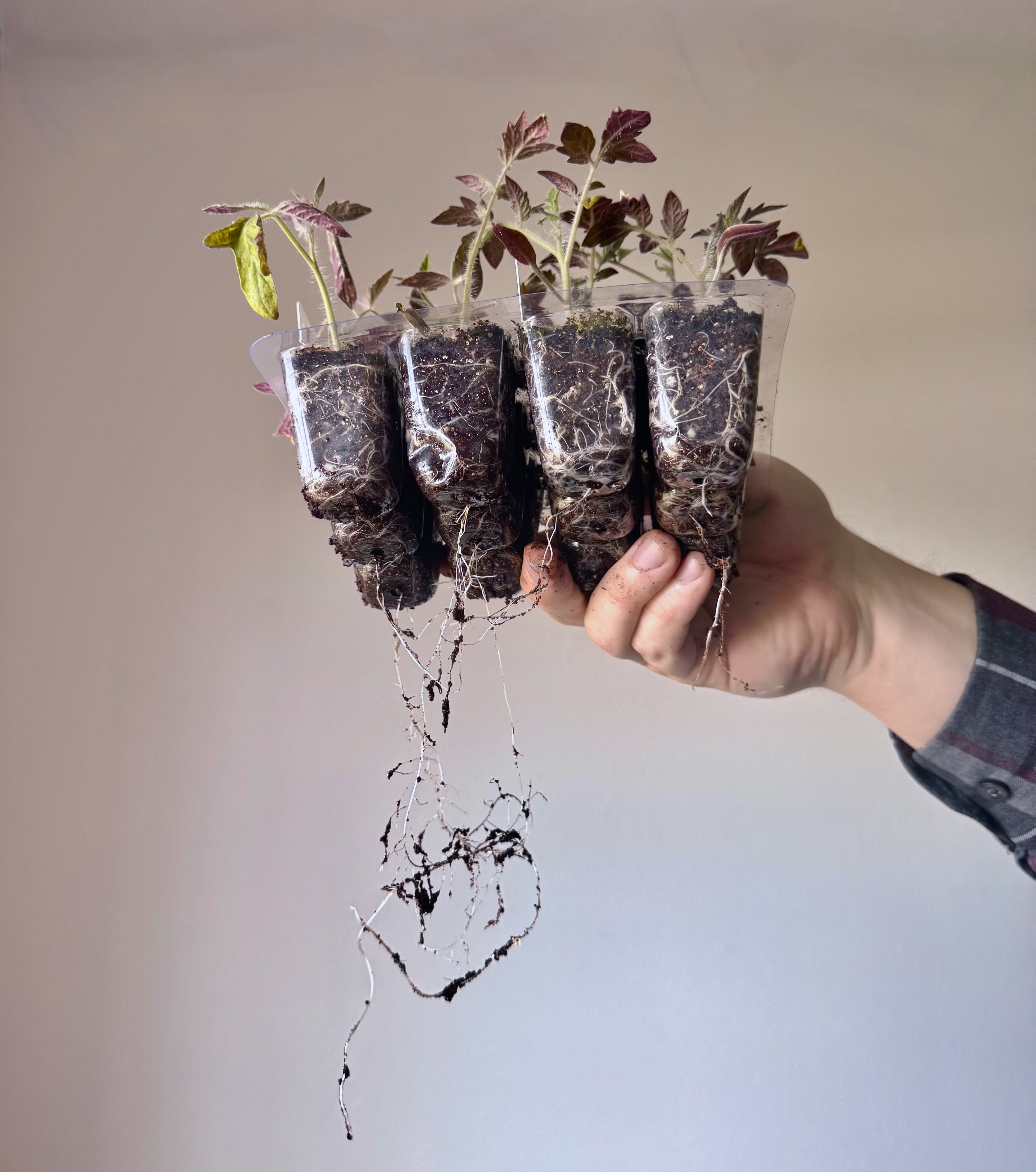 Root Development: Supporting Early Growth and Hardening Off