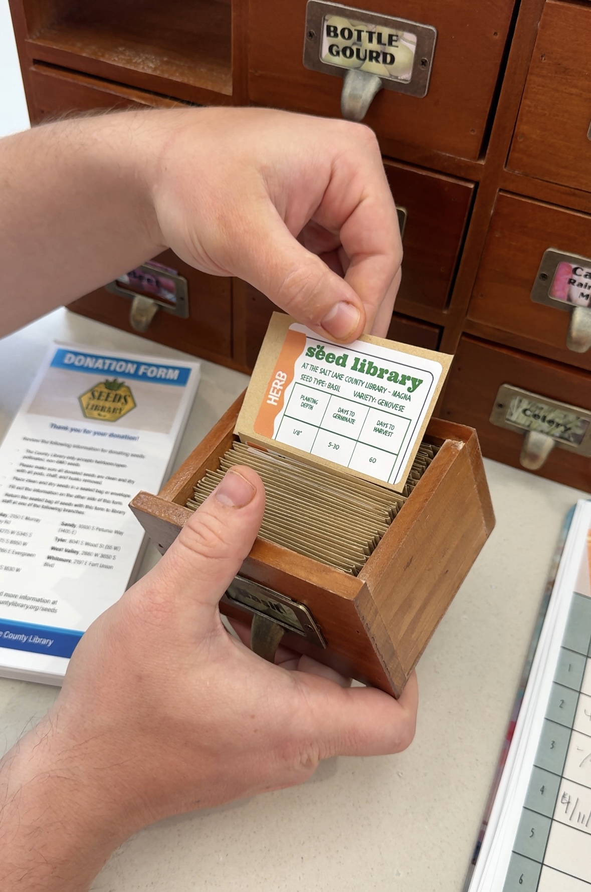 Seed Libraries Guide (How to Get Free Seeds!)