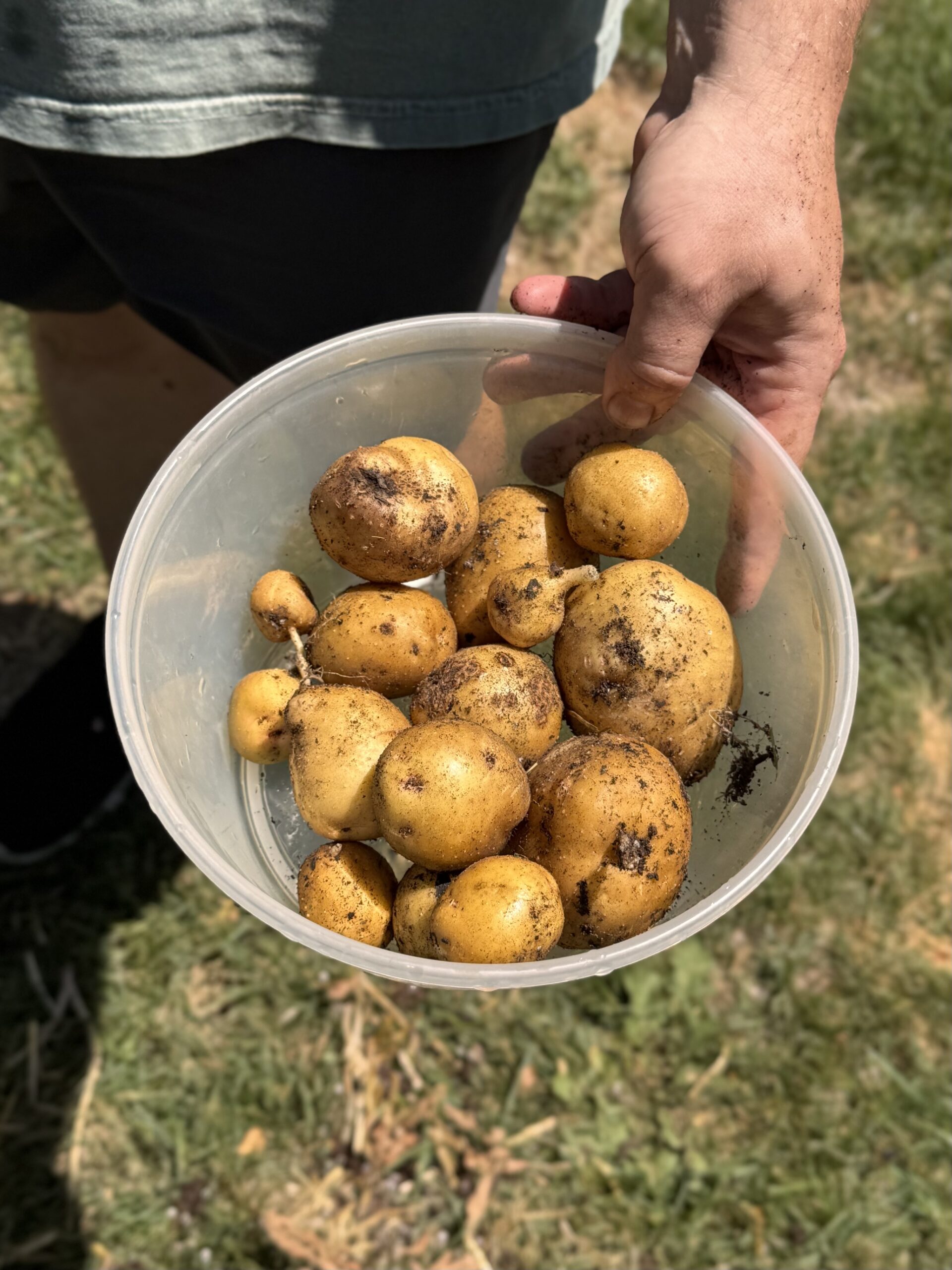 Growing Potatoes in Towers: Fact vs. Fiction + Plant Growth Explained