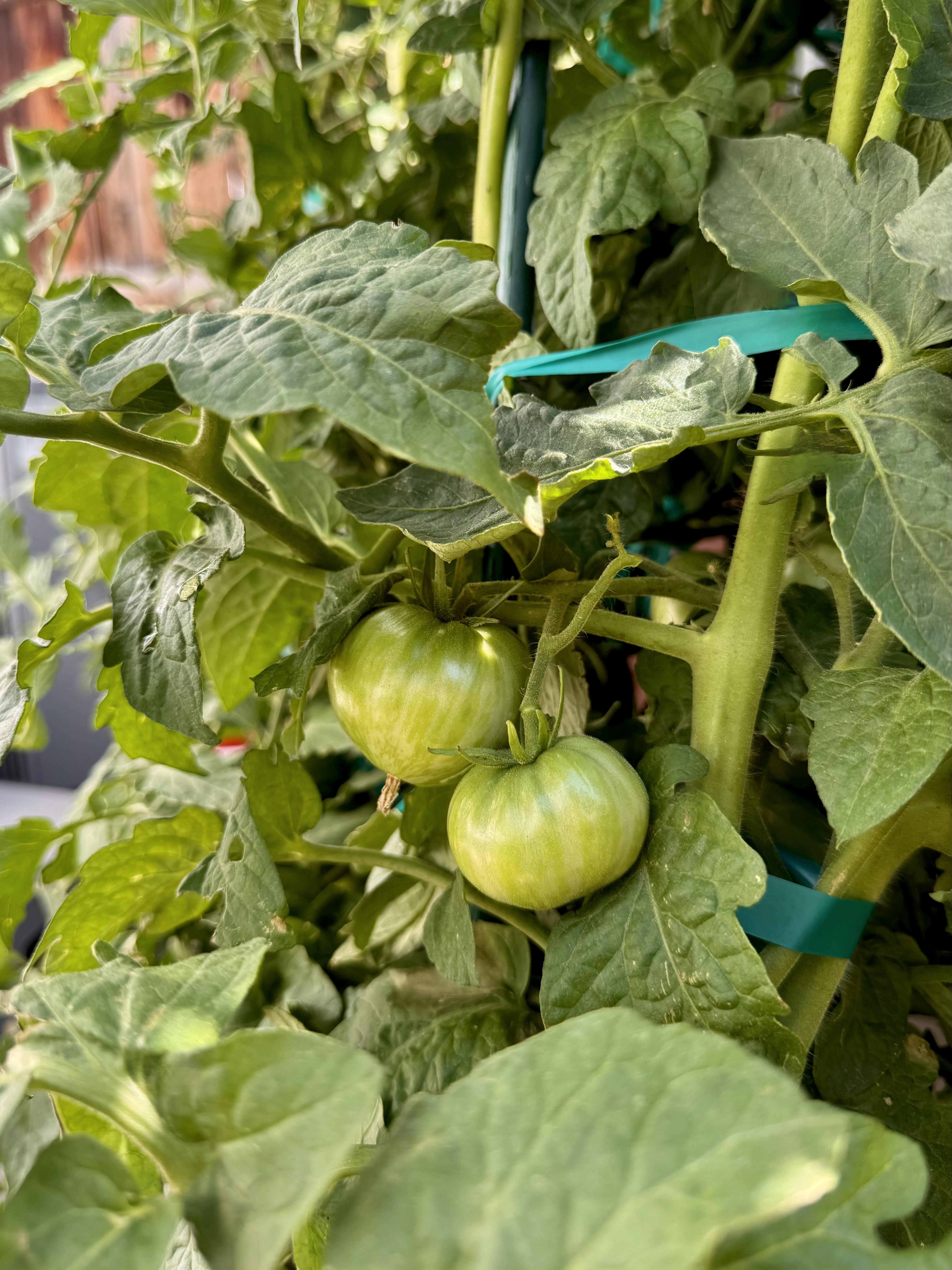 7 Ways to Hand Pollinate Tomatoes (Ranked Worst to Best)