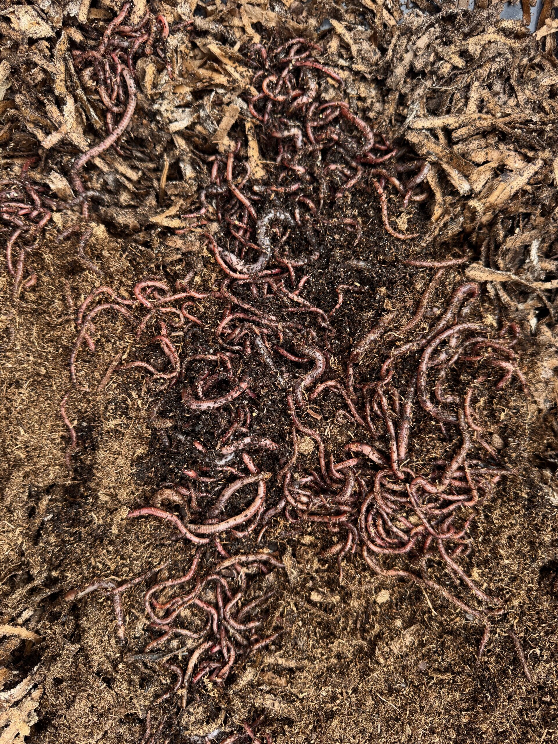 Guide to Vermicomposting — Plus My Wormlet Kit Review