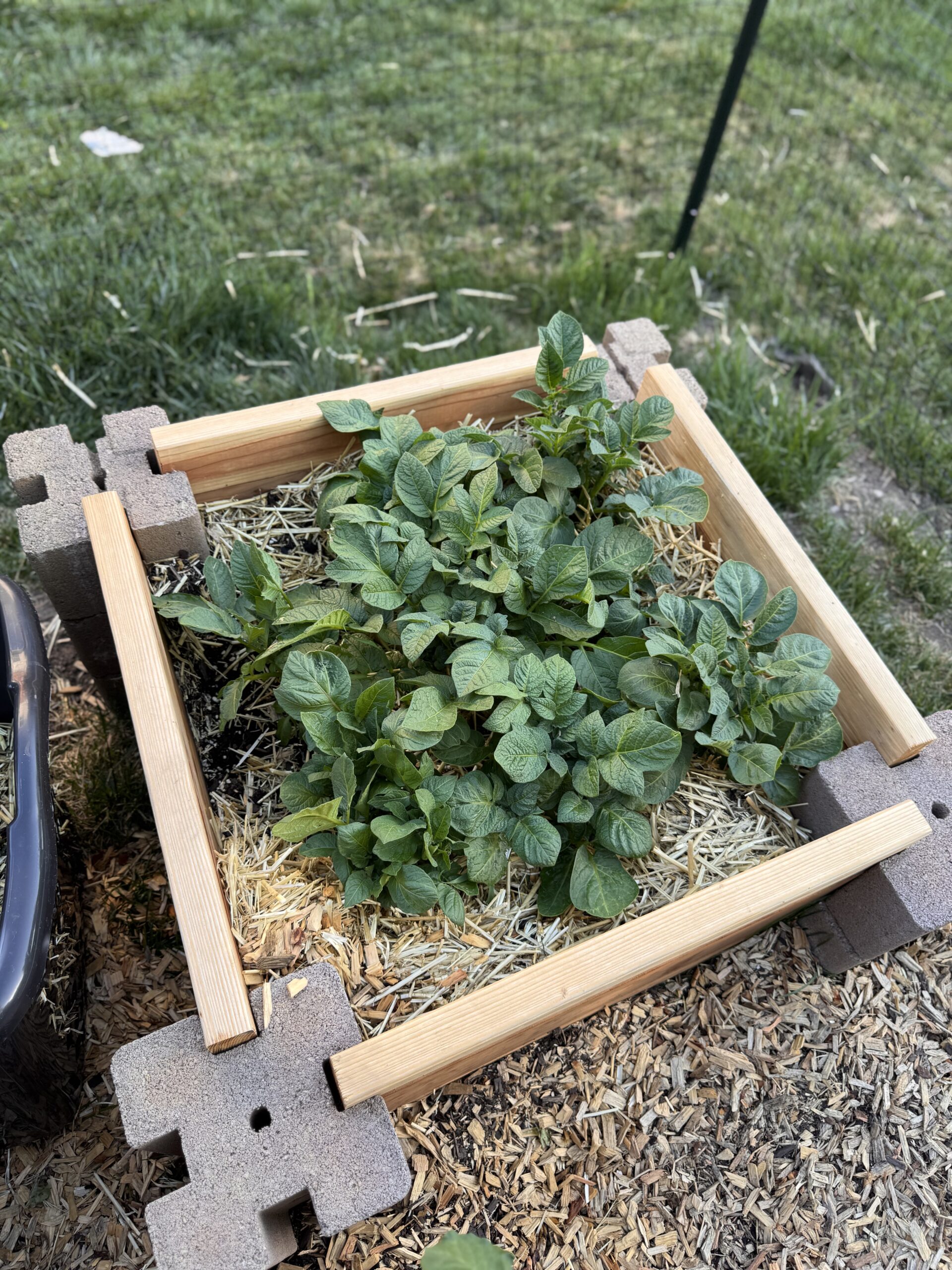 Growing Potatoes in Towers: Fact vs. Fiction and Plant Growth Explained