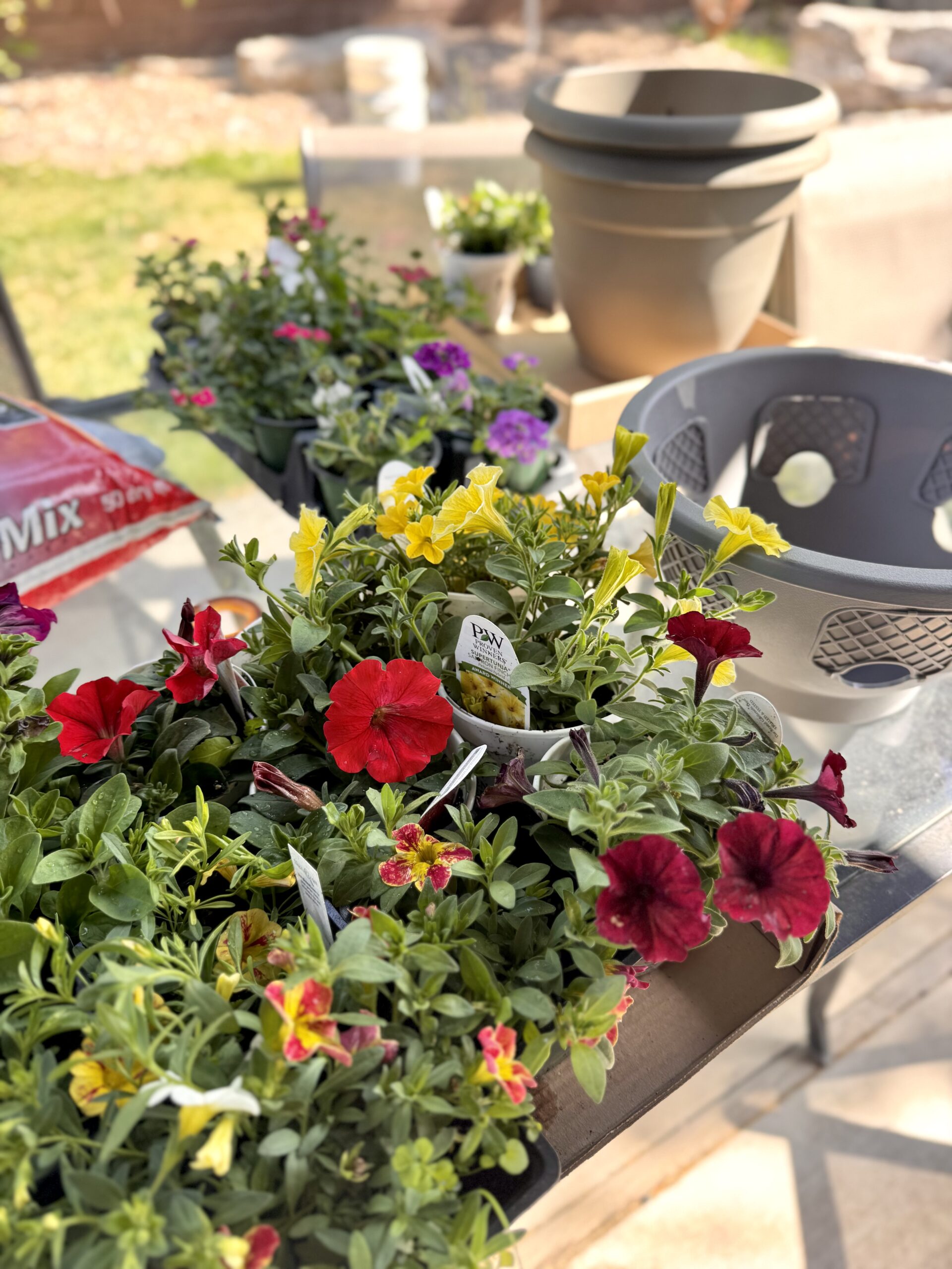 Pollination in Your Vegetable Garden: Why It Matters & How to Help