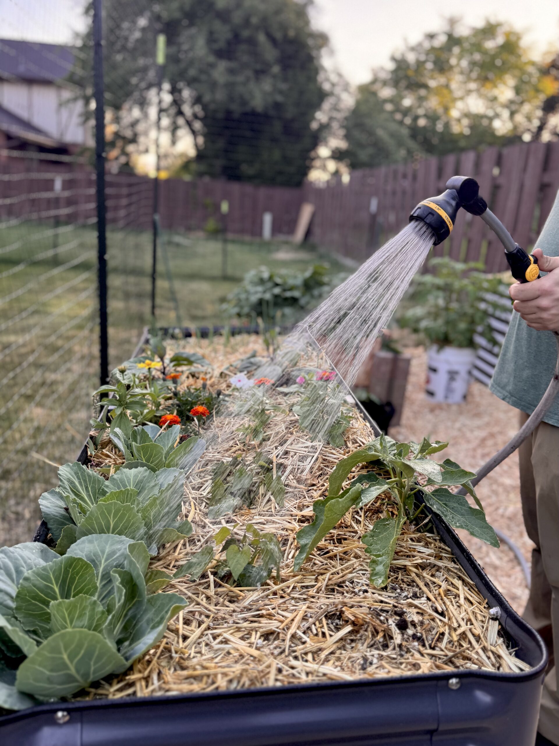 The Best Way to Water Your Garden: Deep Watering Explained