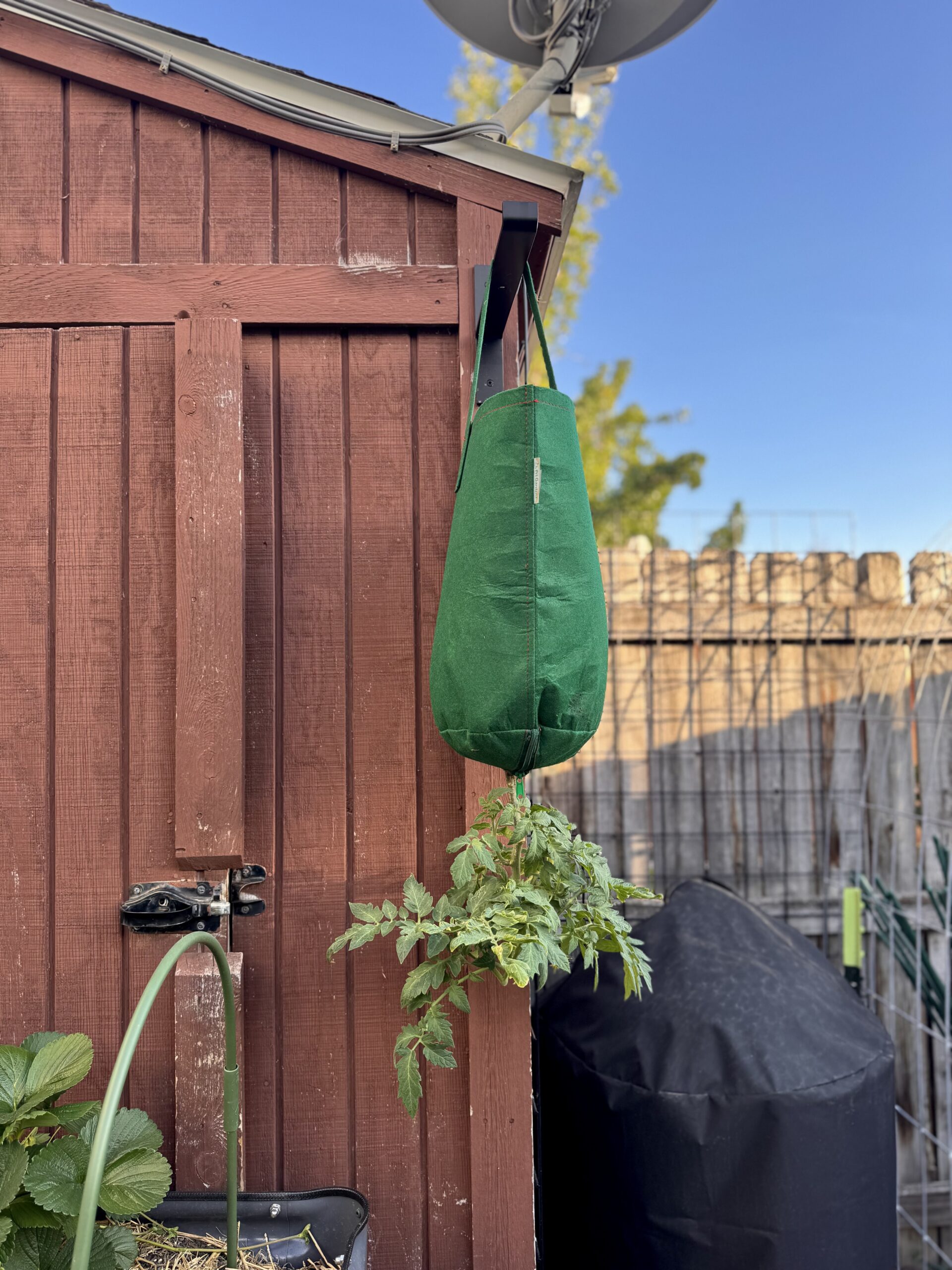 Growing Tomatoes Upside Down: A Space-Saving, Dog-Proof Gardening Hack