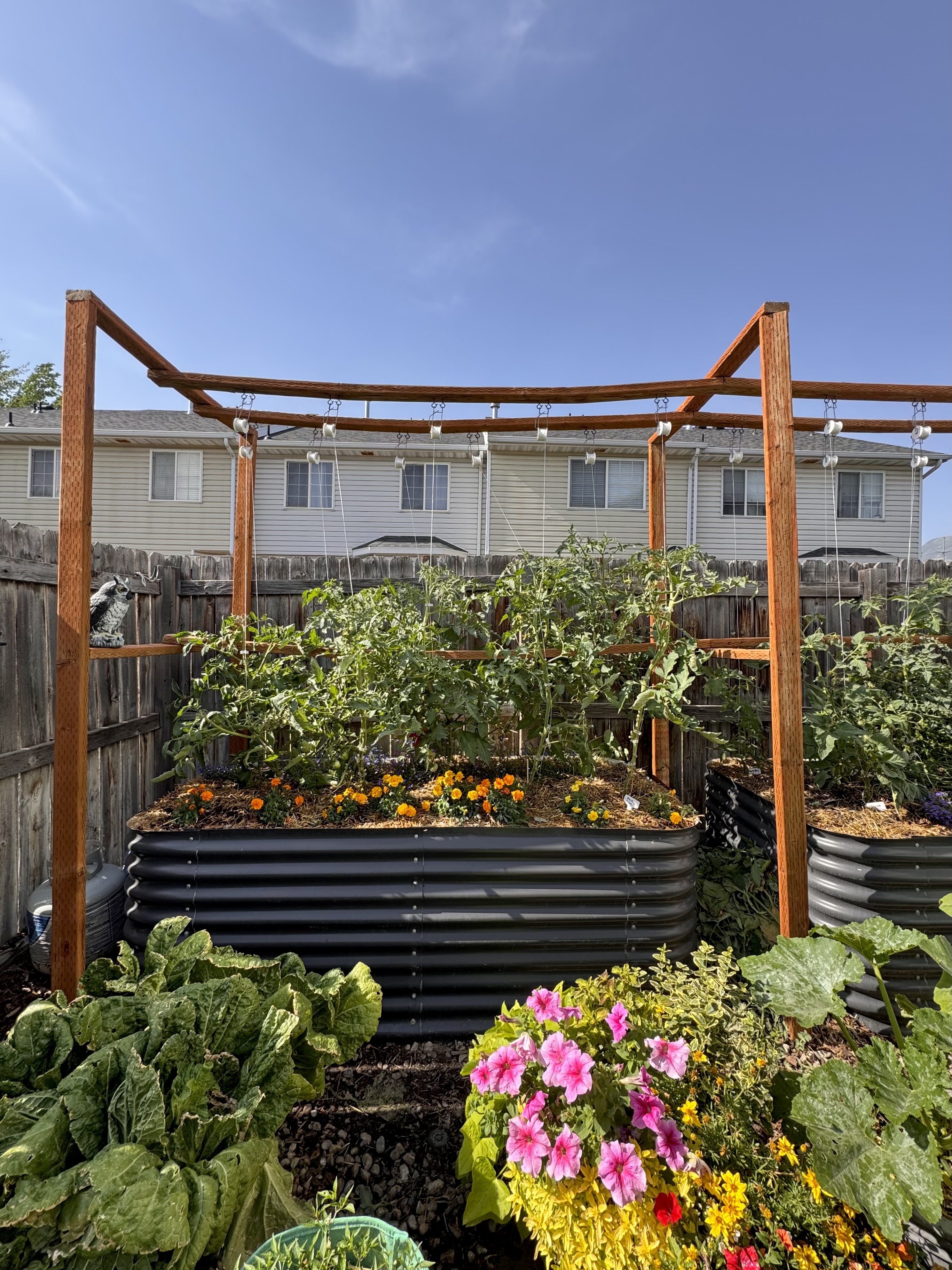 Wooden trellis structure over raised garden containers densely planted with tomatoes and peppers, demonstrating vertical support in a small backyard.