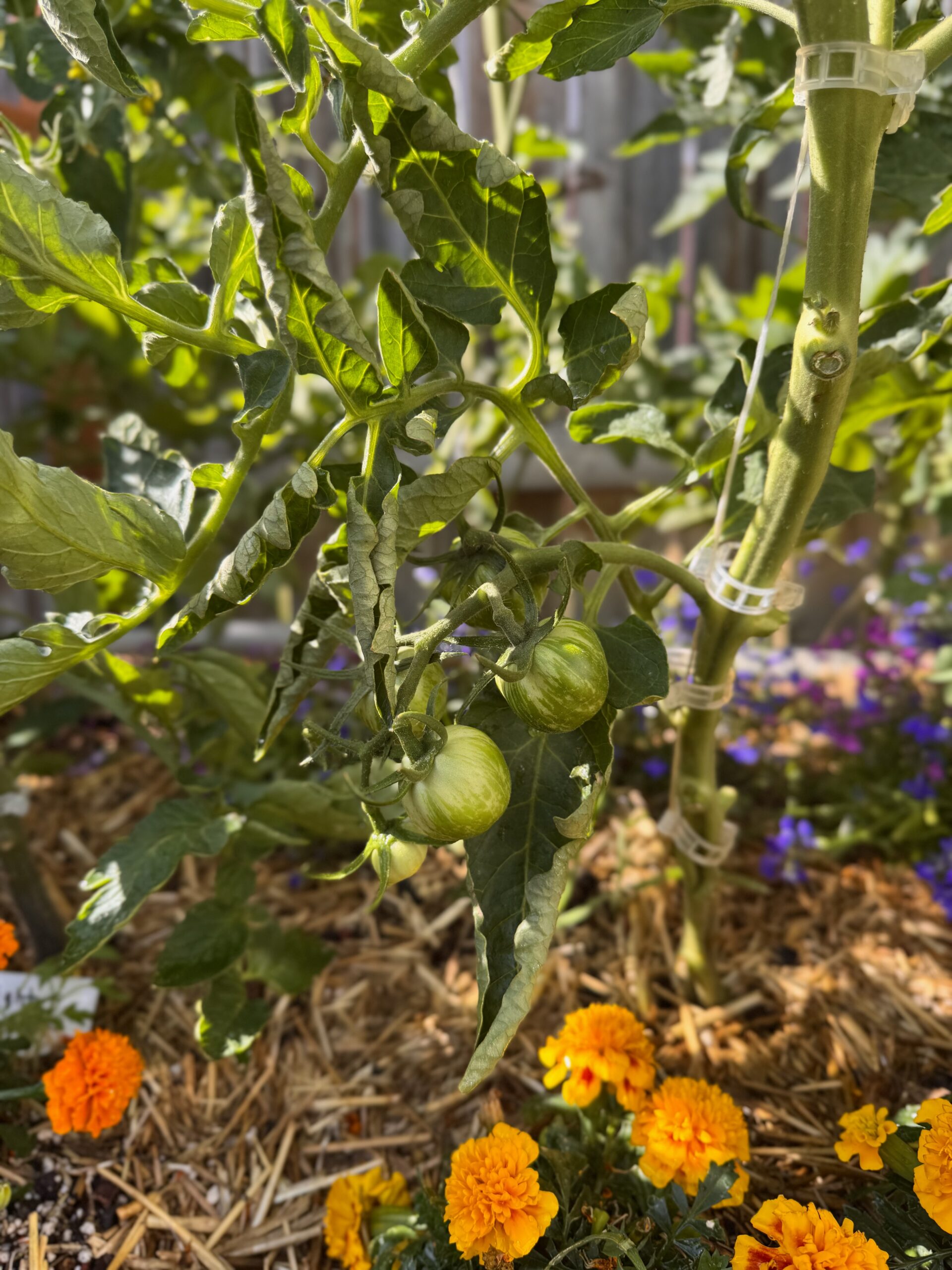 Succession Planting: How to Keep Your Garden Producing Through the Heat