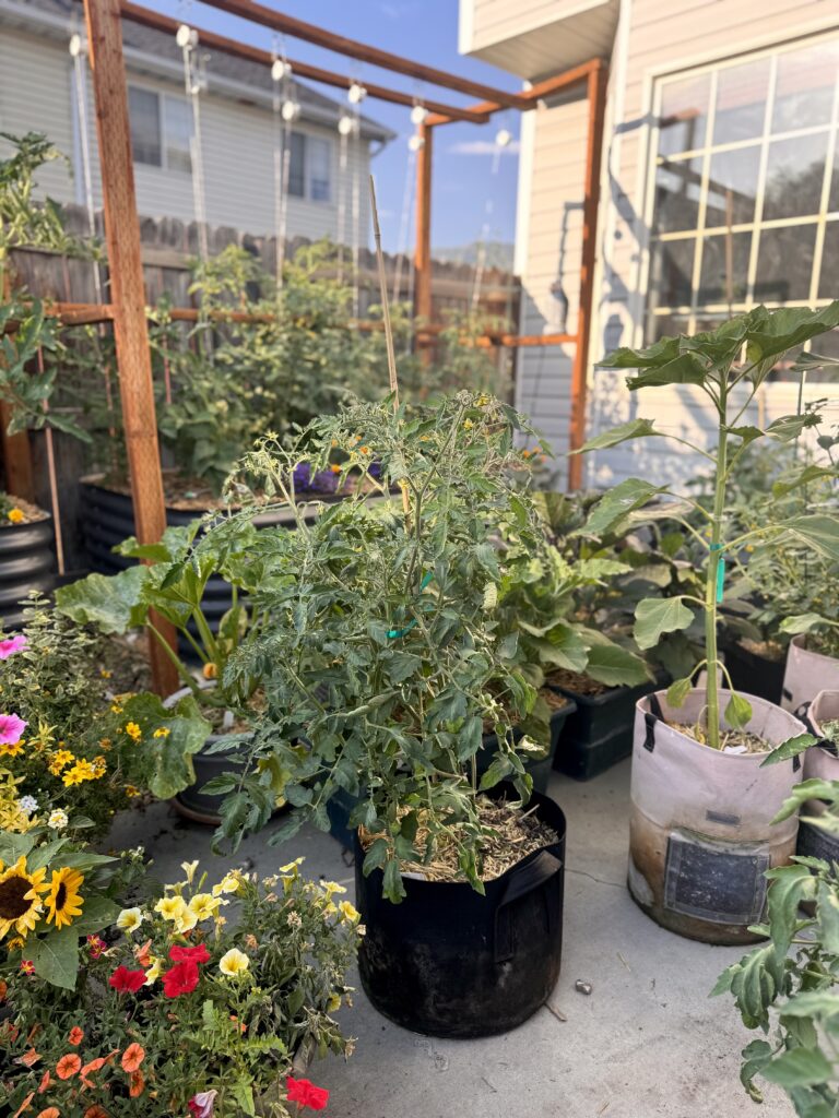 Cluster of black grow bags and containers filled with thriving pepper and tomato plants arranged on a patio for sun exposure and efficient watering.