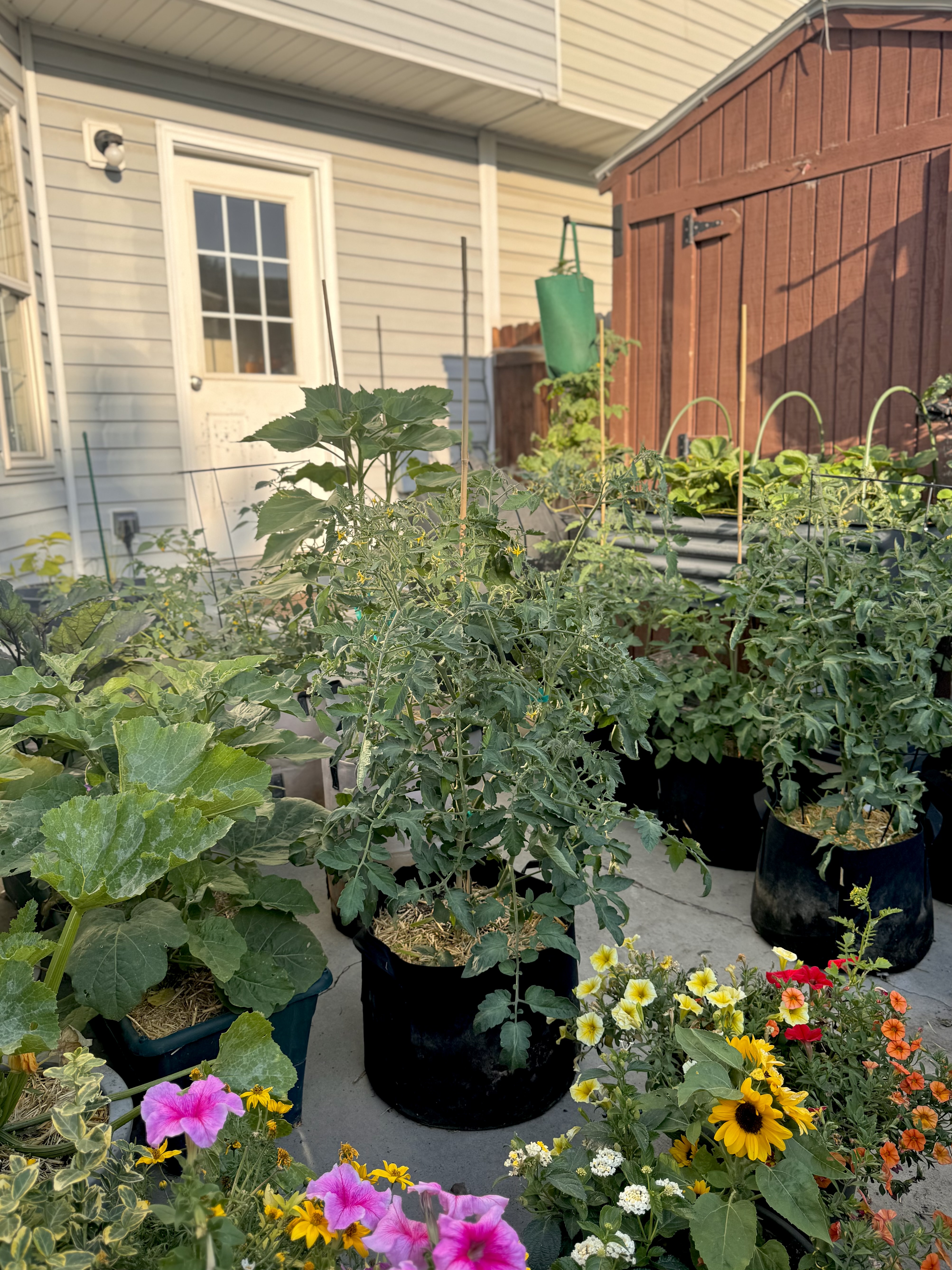 Why You Need Supports For Your Garden Plants + Which Ones to Get