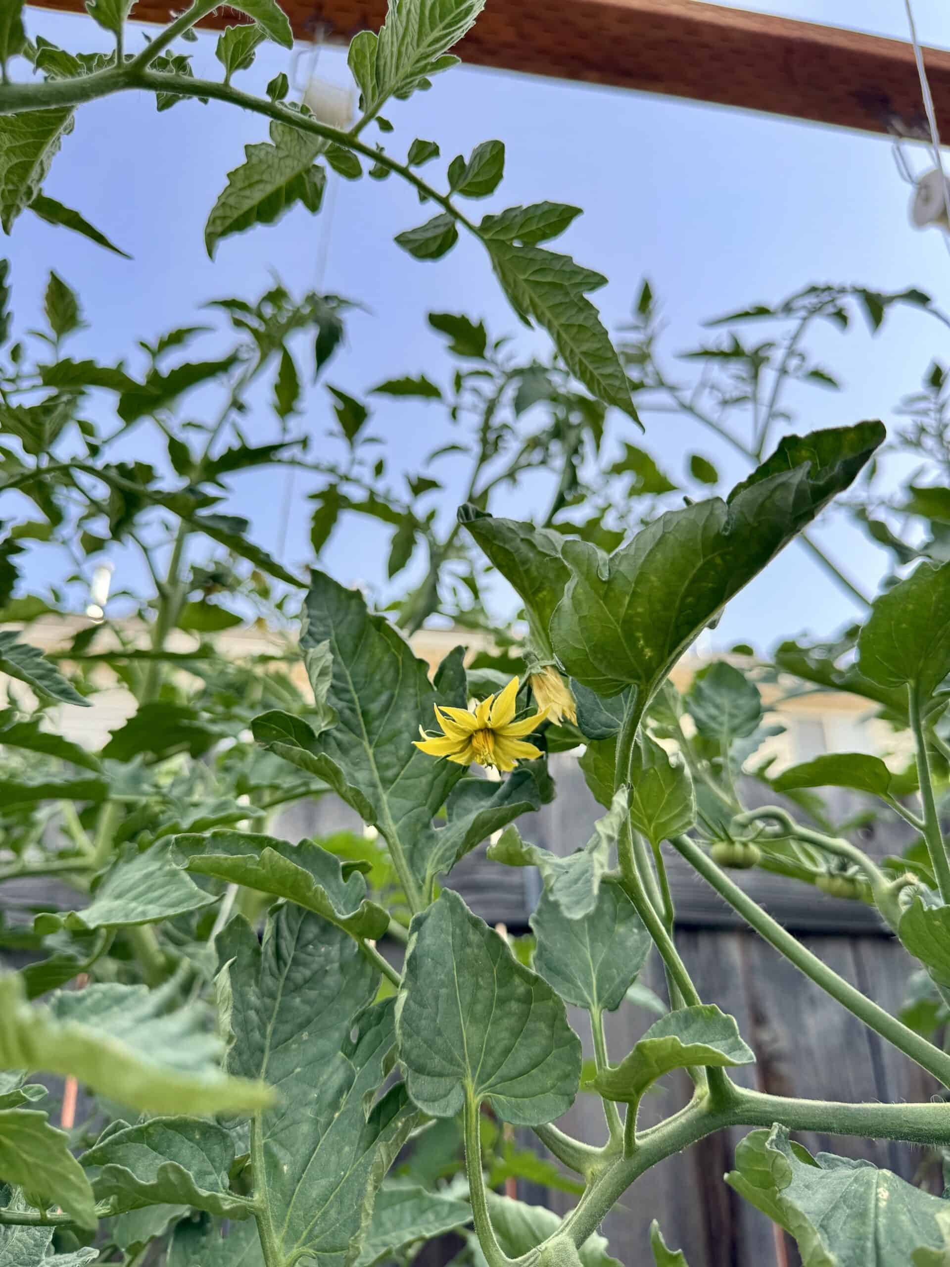 Should You Remove Flowers From Tomato Plants?