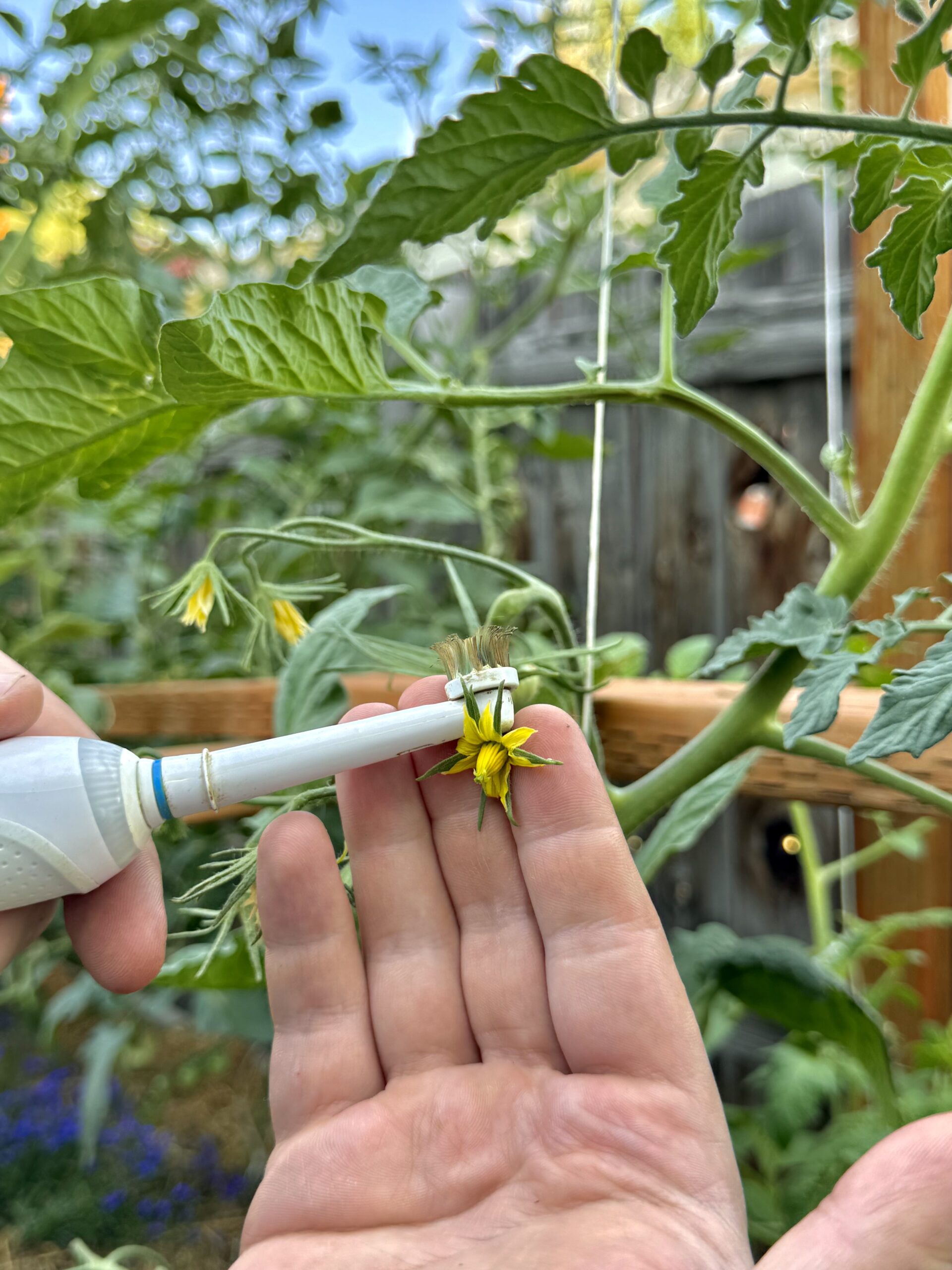 Increasing Tomato Yield: How To Pollinate Your Tomatoes by Hand