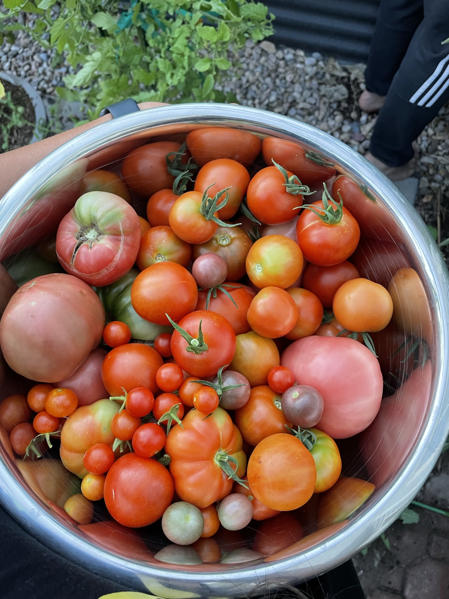 Increasing Tomato Yield: How To Pollinate Your Tomatoes by Hand
