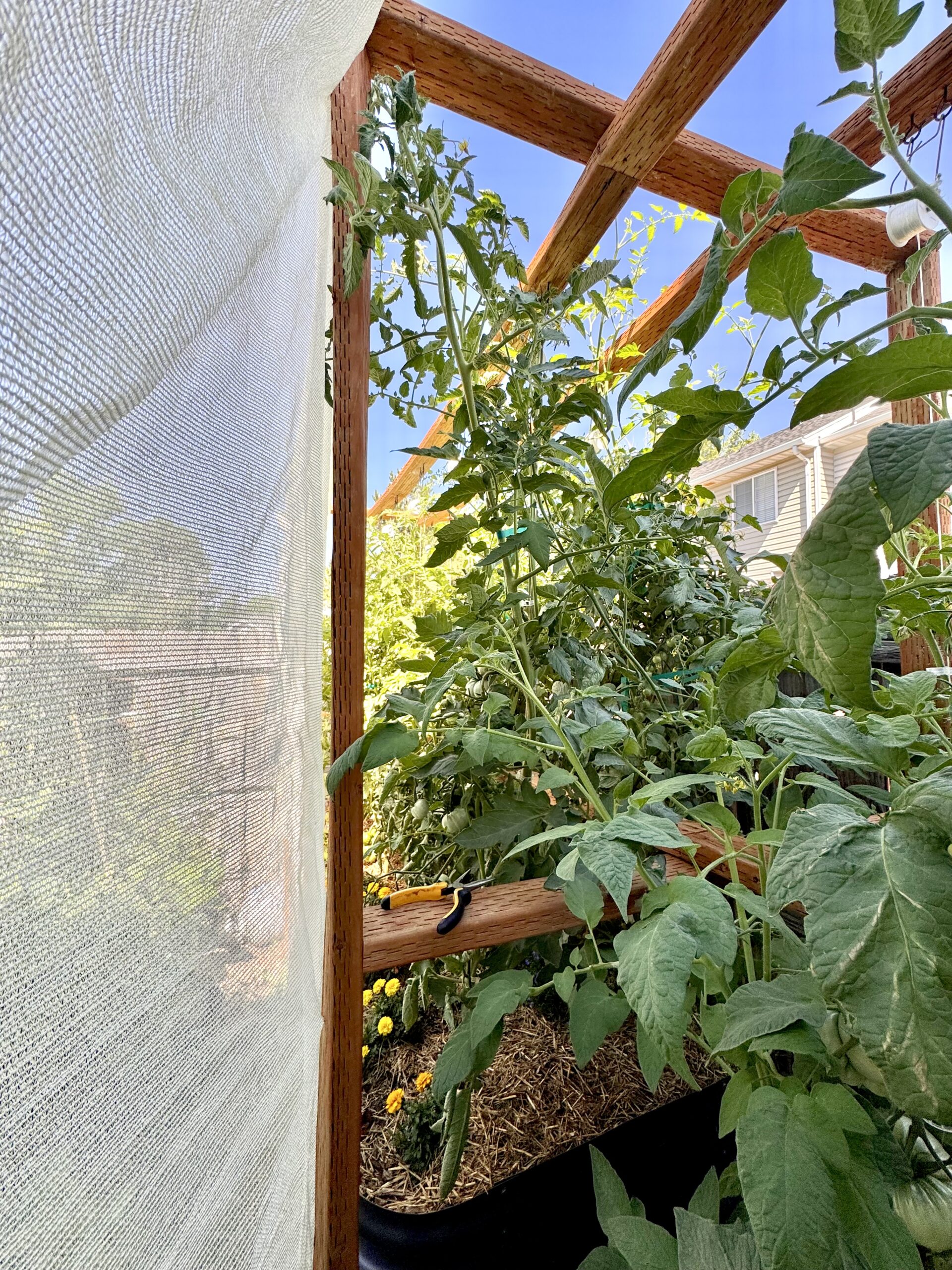 Lush tomato plants growing inside a wooden-framed garden protected by shade cloth, with bright blue sky above.