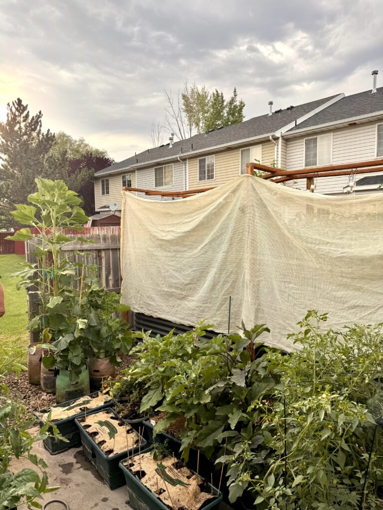 Raised garden beds with vegetables growing in full sun, positioned in front of a beige garden shade cloth structure, with residential homes in the background.