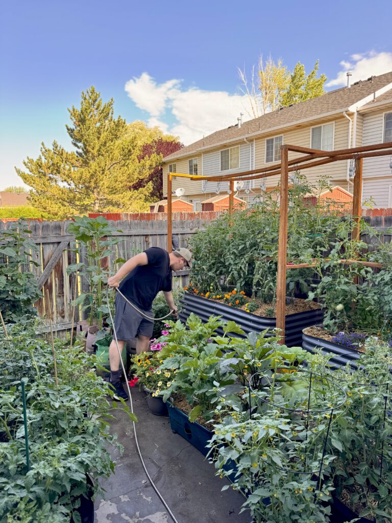 Variety of garden containers including raised beds and fabric grow bags brimming with healthy tomato plants under full sun.