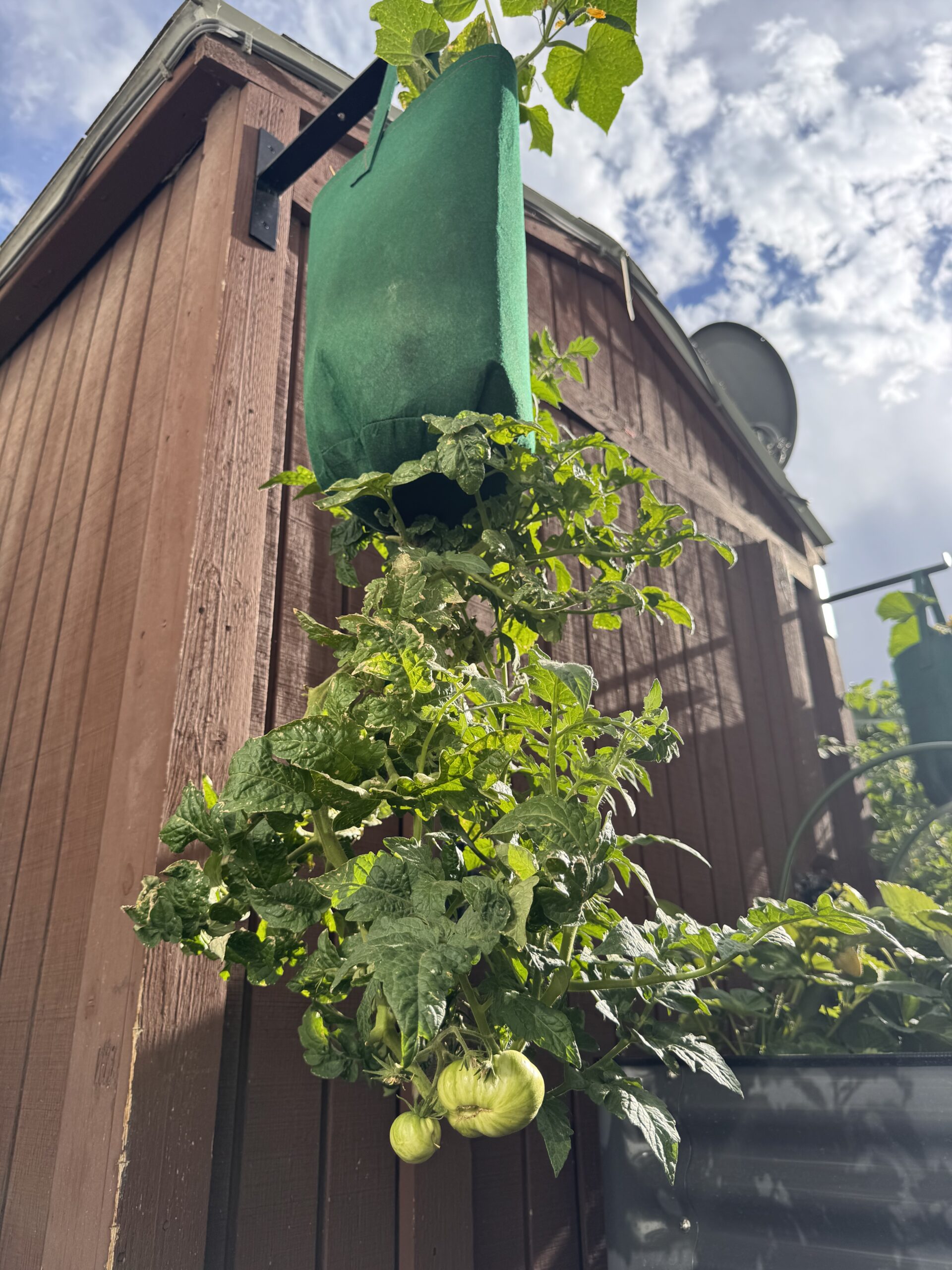 Three Downsides of Upside Down Tomato Growing