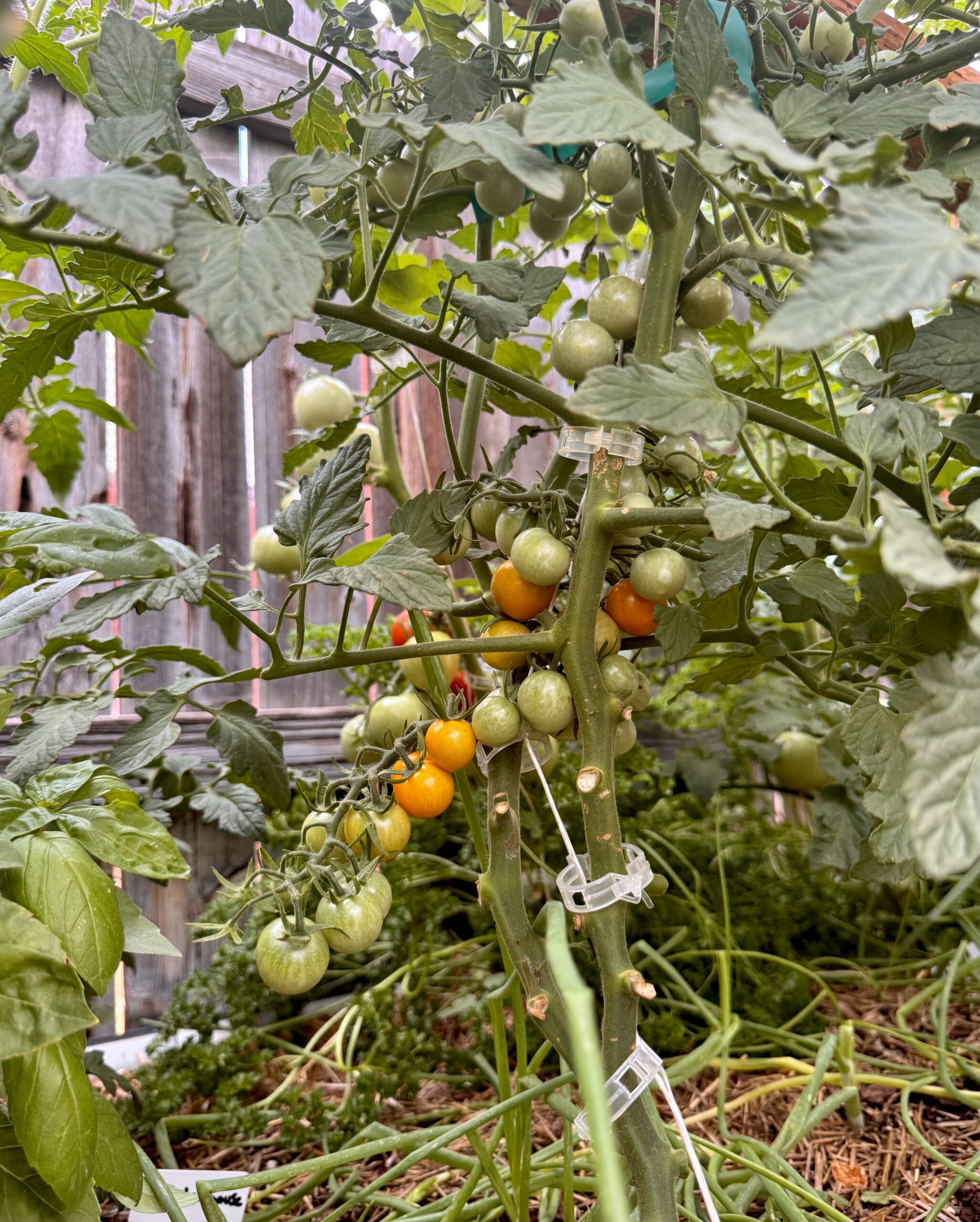 Boost Your Tomato Harvest by Simulating Wind