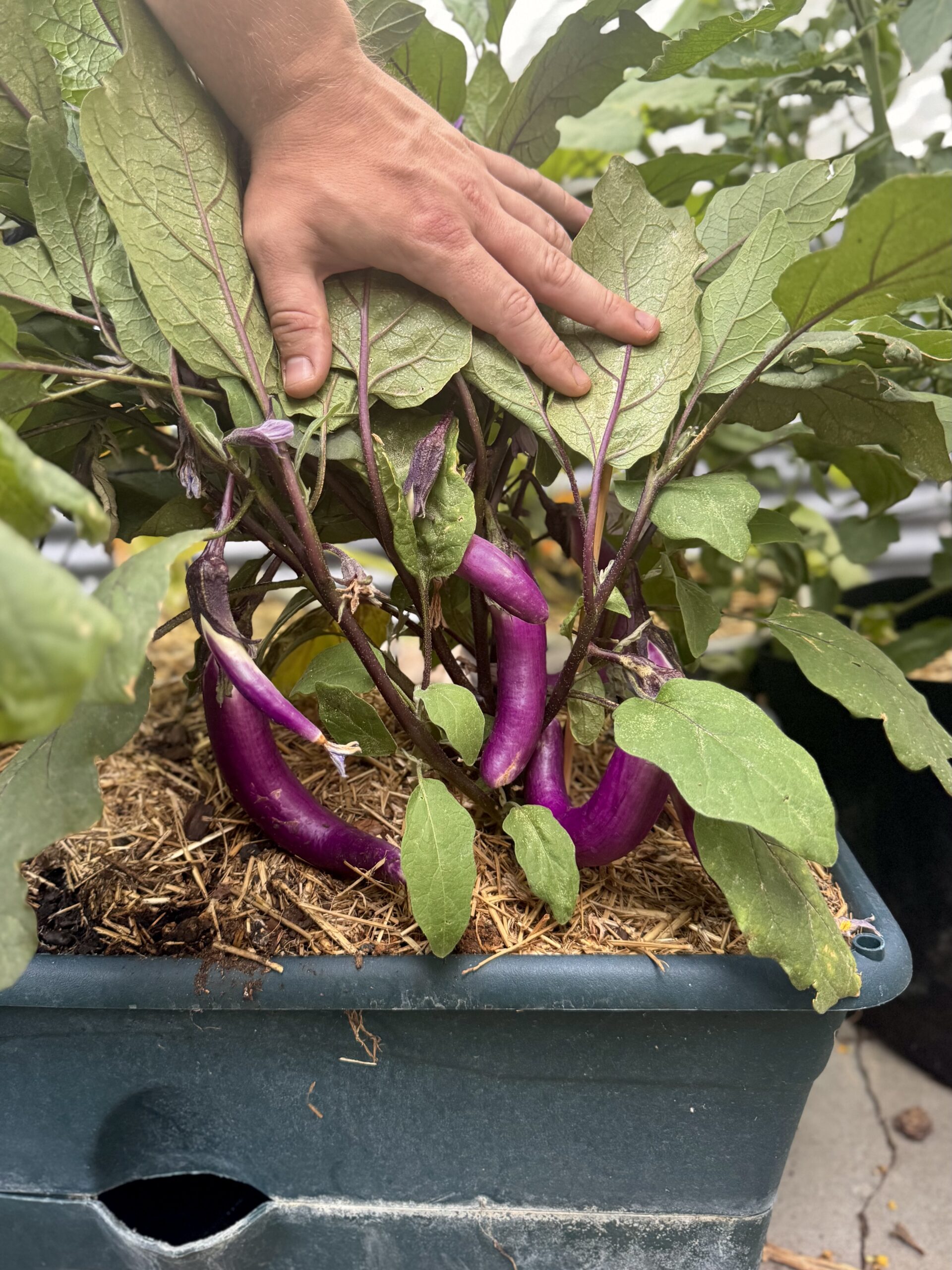 Eggplant 101: What I’m Planting + Different Varieties and Uses