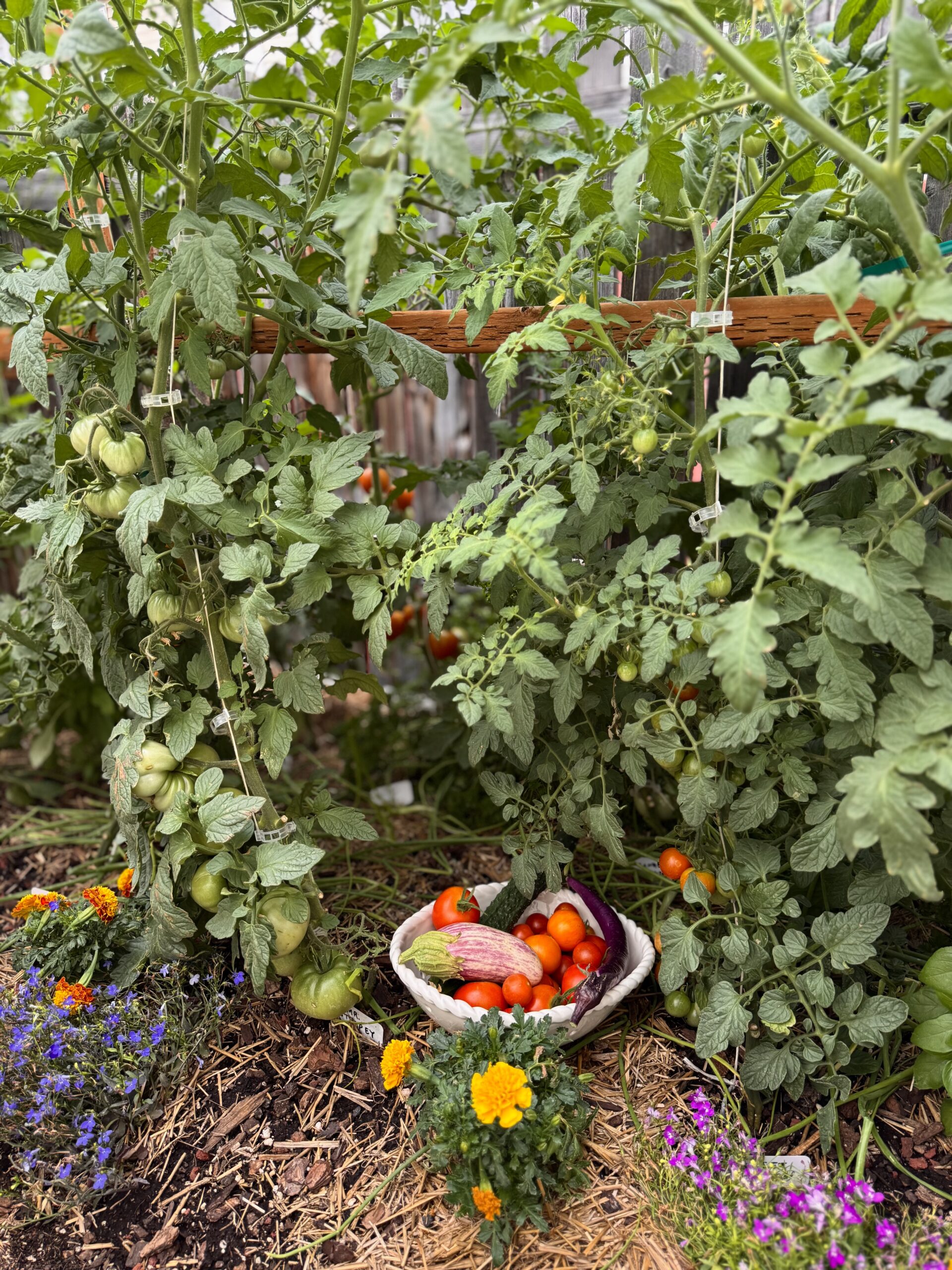 Why More Plants in Your Garden Can Improve Pollination
