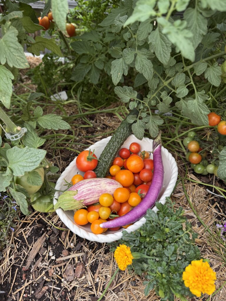 Heirloom vs. Hybrid Vegetables: Which Should You Grow?