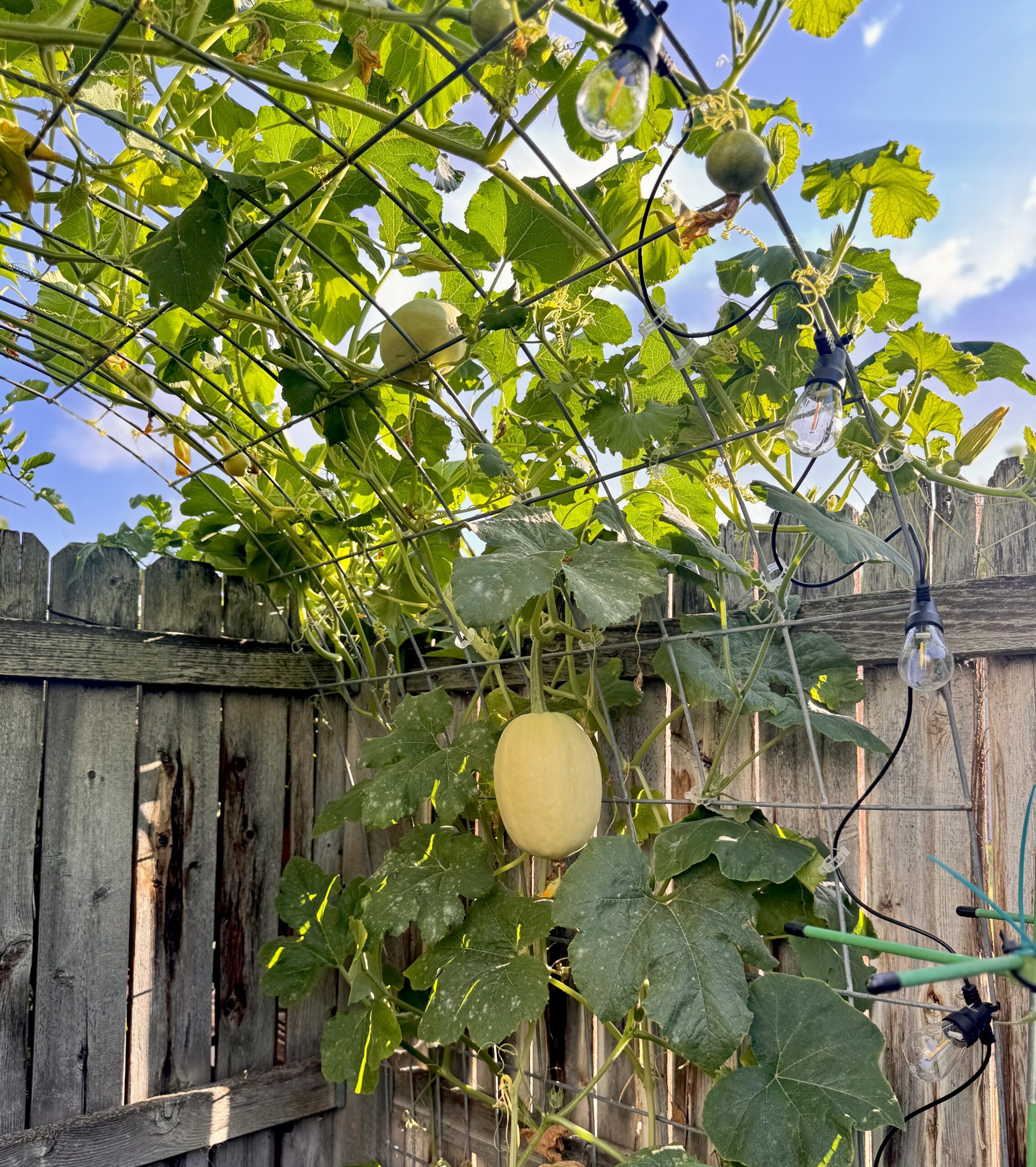 Cross-Pollination in the Garden: What You Need to Know