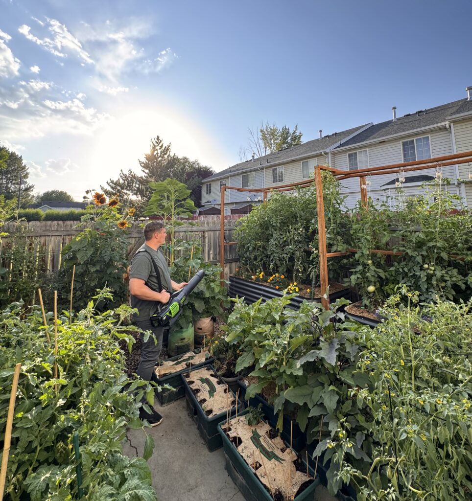 Man using a battery-powered leaf blower in a backyard vegetable garden surrounded by lush tomato and sunflower plants, demonstrating a unique method of hand pollination.