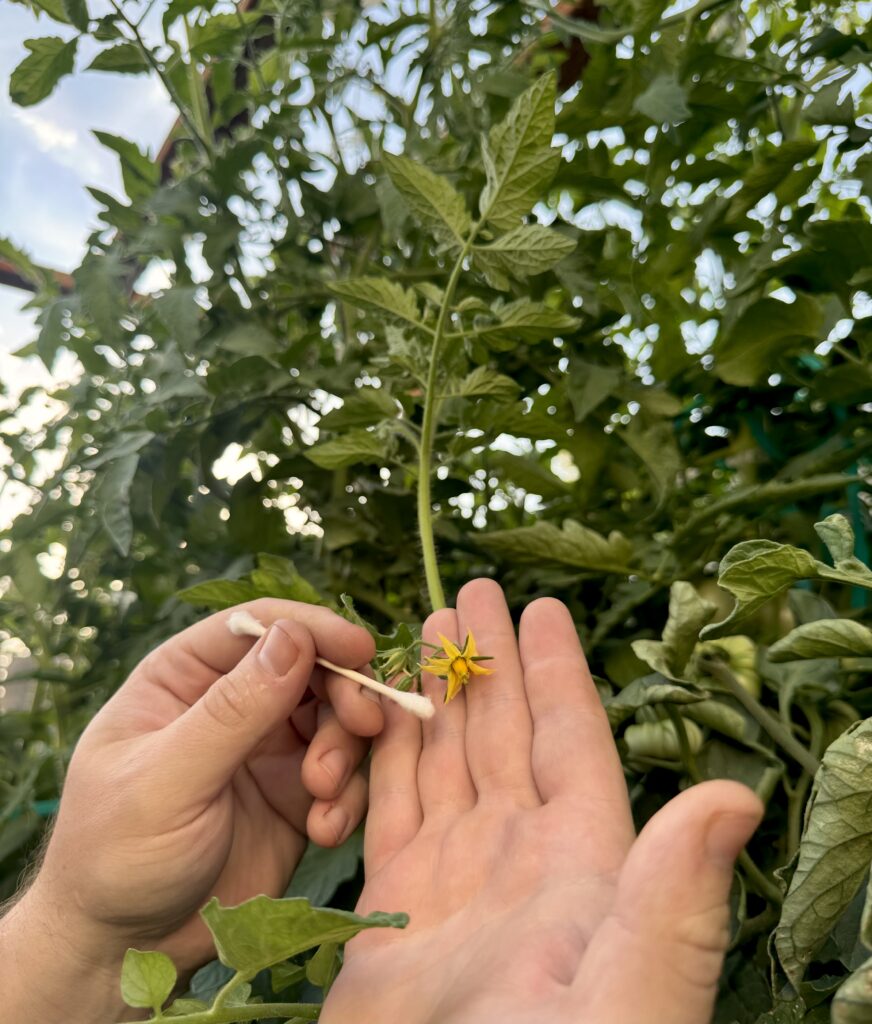 Gardener using a small brush or tool to transfer pollen inside tomato flowers for improved pollination.