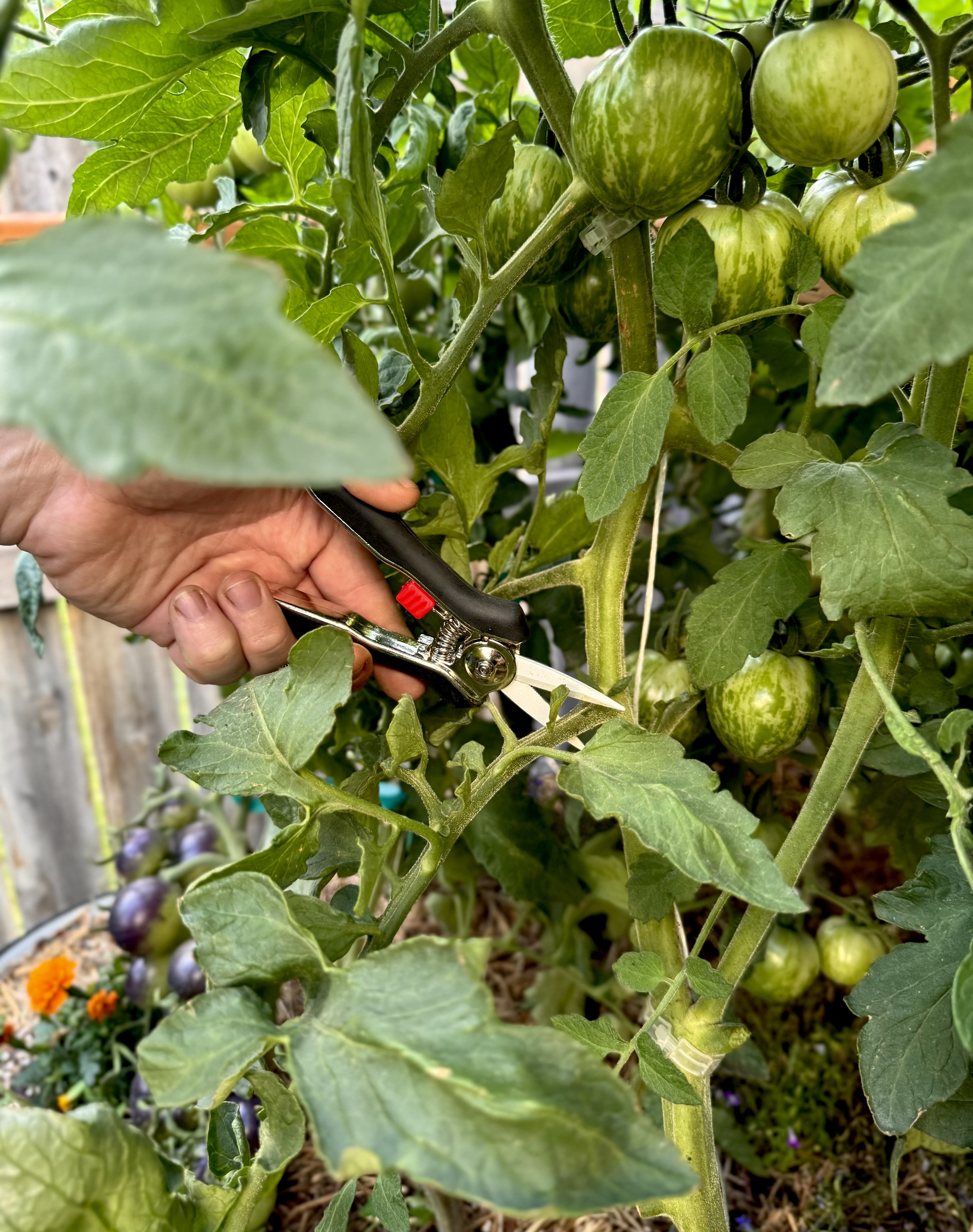 How to Prune Tomatoes for Maximum  Harvest