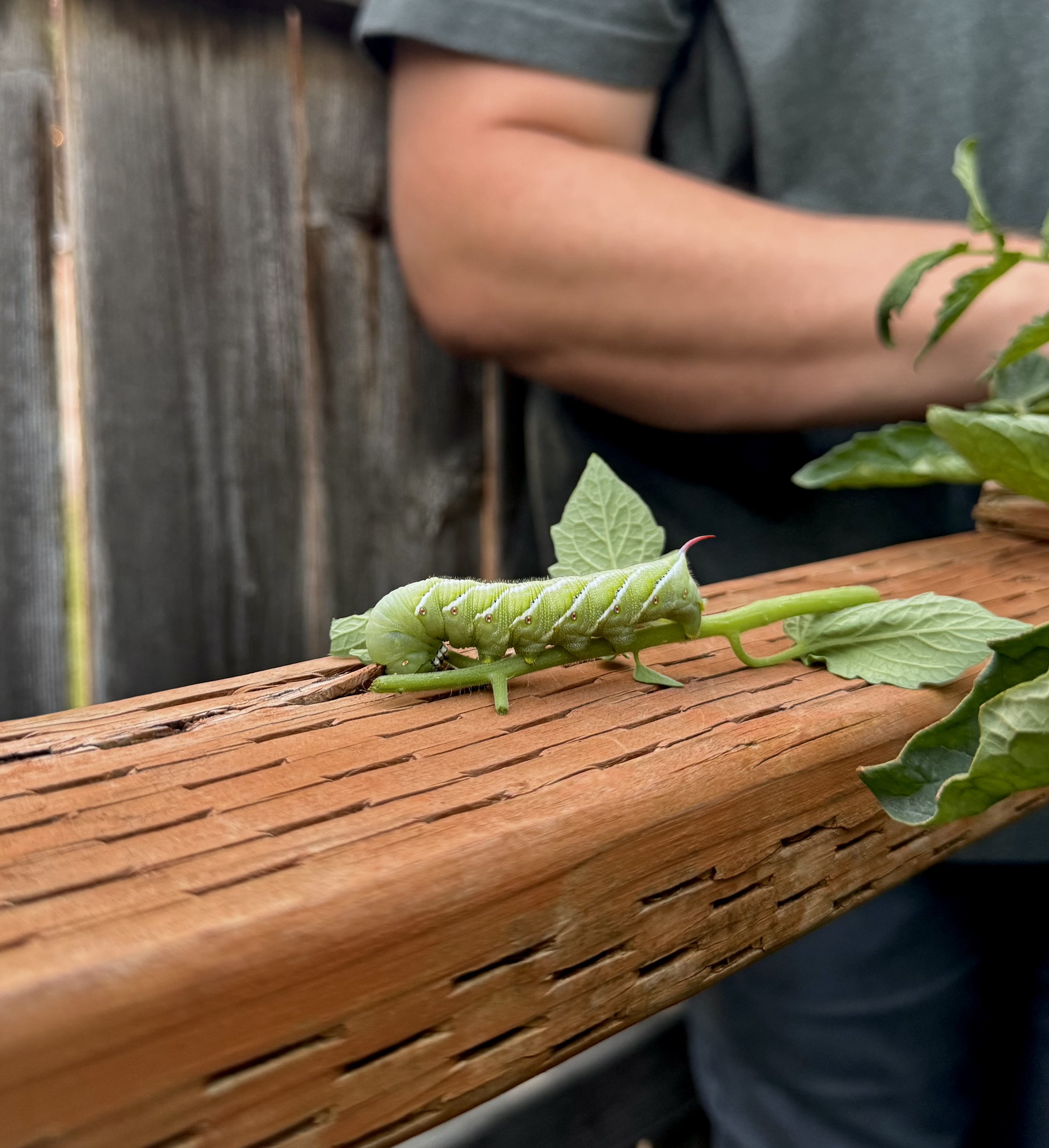 The Tomato Hornworm: Why This Garden Pest Is So Notorious