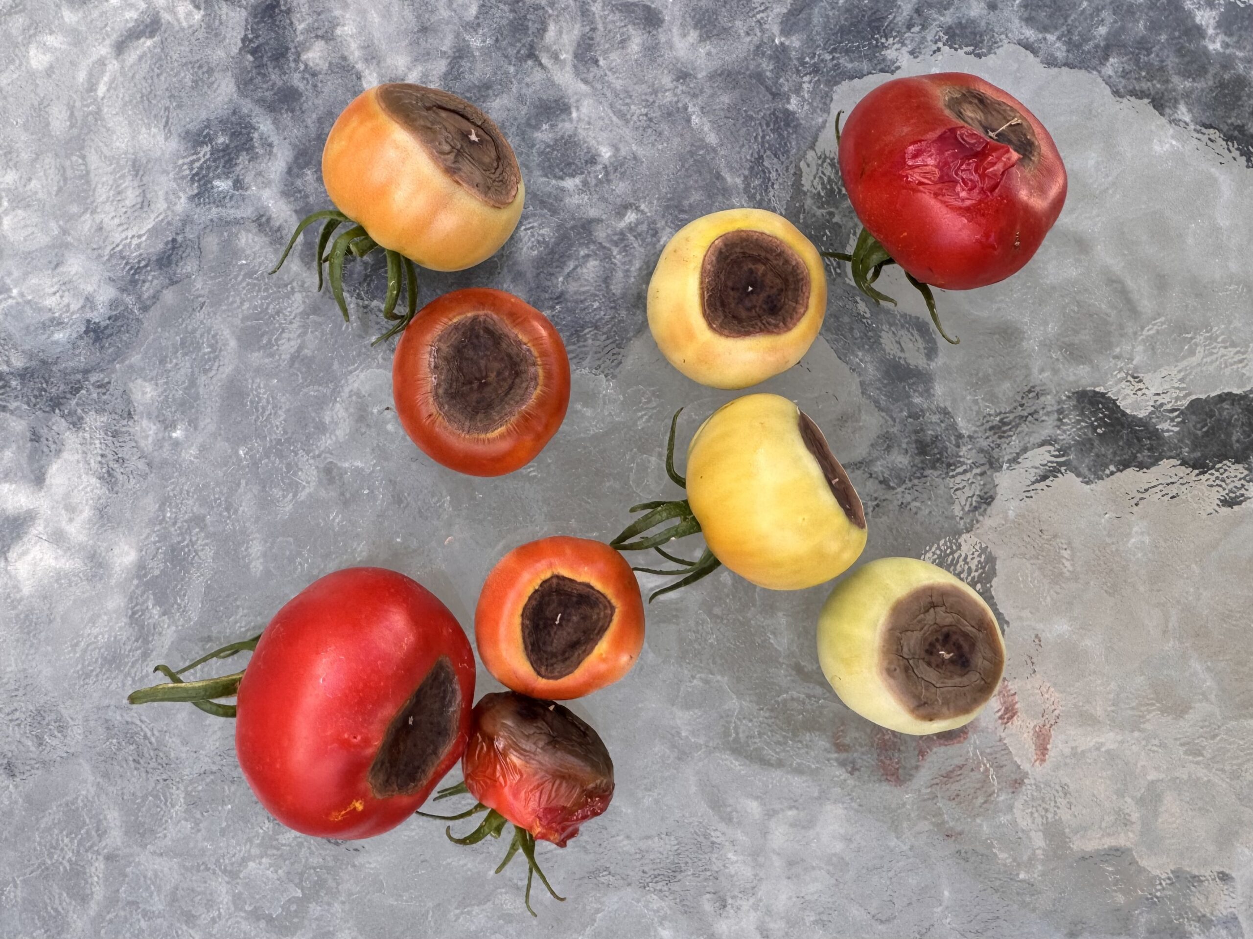 Understanding Blossom End Rot: Why It Happens and What to Do