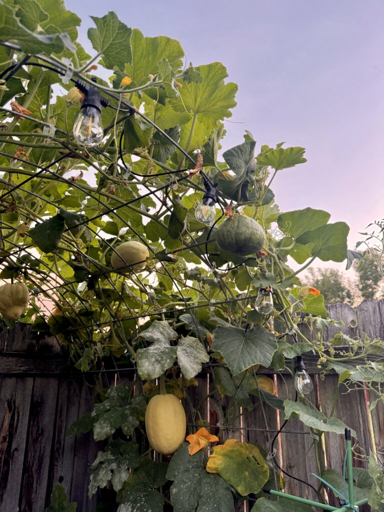 Close-up of hanging melons growing on a cattle panel trellis with string lights, highlighting vertical gardening benefits and efficient use of space.