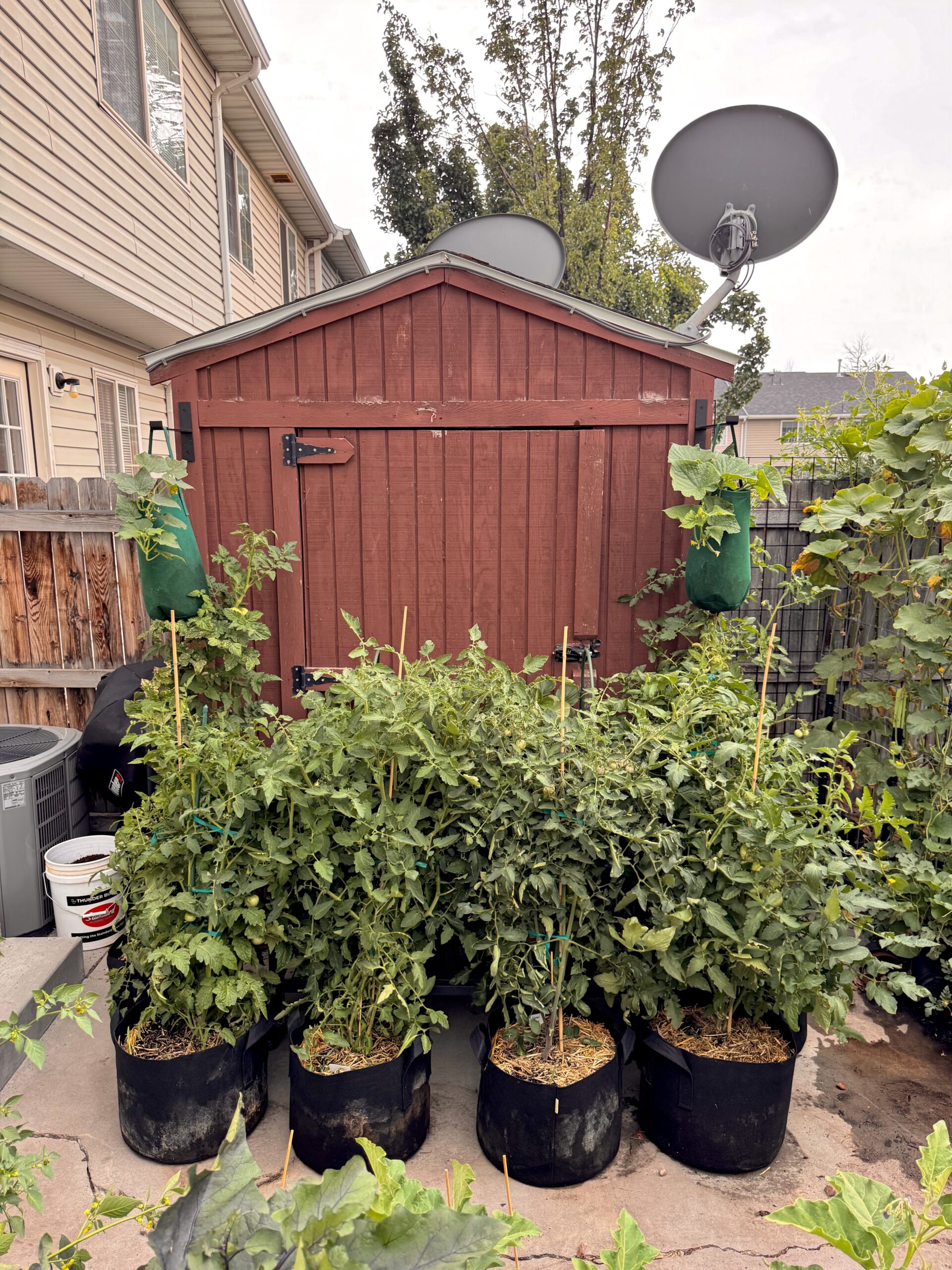 Cluster of black grow bags filled with thriving tomato and pepper plants, organized on patio space with natural sunlight.
